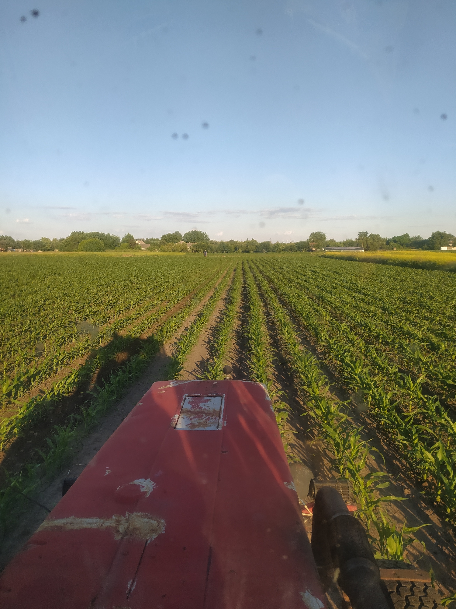 The image shows a perspective from a red tractor moving through a young cornfield. The tractor's hood, partially covered in rust and white paint patches, is in the foreground. Rows of green corn plants stretch into the distance, with tire tracks visible in the soil between the rows. The field is bordered by trees and some buildings in the background. The sky is clear blue with a few wispy clouds. The scene appears to be in Kobeliachok, Ukraine, likely during a farming operation.