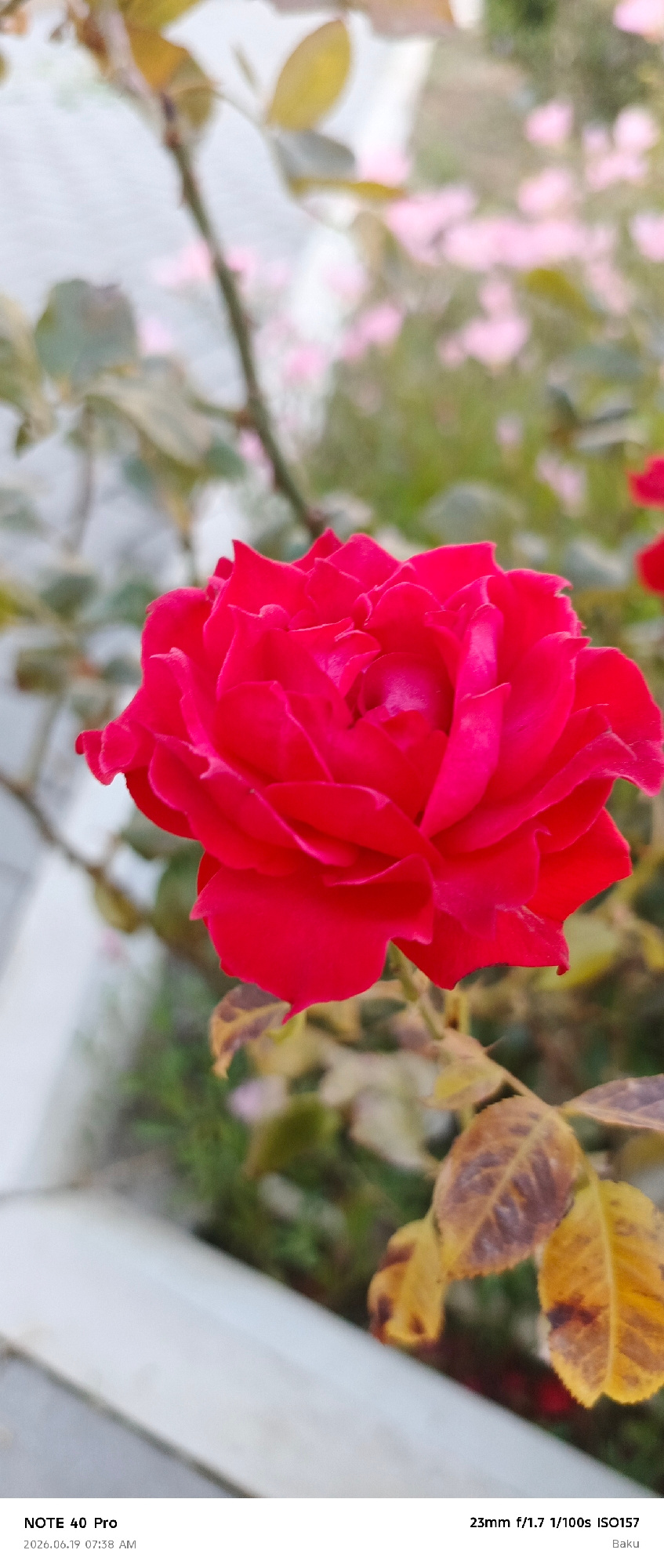 A close-up, vertical shot focuses on a vibrant red rose bloom in the foreground, its velvety petals unfurling in layers. The rose is slightly off-center to the right. Behind the rose, the background is softly blurred, revealing hints of green foliage, dry, autumnal leaves with brown and yellow tones, and a wash of soft pink flowers. The overall lighting suggests a natural, possibly overcast, daylight setting. The bottom of the image contains a timestamp and location information: "NOTE 40 Pro 2026.06.19 07:38 AM 23mm f/1.7 1/100s ISO157 Baku". This indicates the photograph was taken on June 19, 2026, at 7:38 AM, with a camera setting of 23mm focal length, f/1.7 aperture, 1/100 second shutter speed, and ISO 157, in Baku, Azerbaijan.