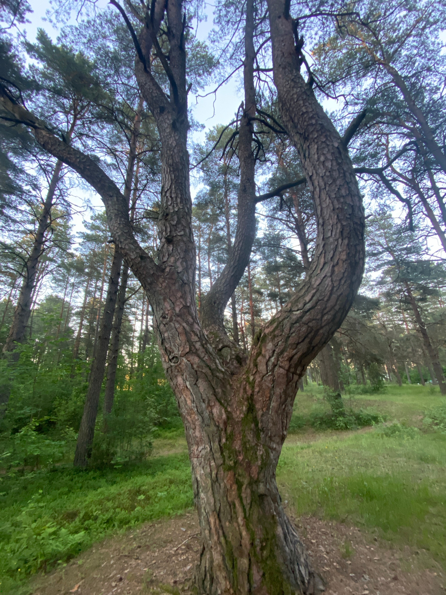 The image shows a large, gnarled pine tree with a thick, textured trunk that splits into three main branches. The tree is in the foreground, taking up a significant portion of the frame. The trunk has a rough, deeply furrowed bark, and there are signs of moss growth in places. The branches are thick and curved, reaching upwards and outwards.
In the background, a dense pine forest stretches out, with tall, slender pine trees filling the midground and background. The forest floor is covered in lush green grass and some undergrowth. The lighting suggests it is either early morning or late evening, with soft, diffused light filtering through the trees. The sky is visible above the canopy, appearing pale and overcast.
The location is identified as Parėčča, Belarus. The scene depicts a natural, wooded environment, likely a park or forest area. There are no people or animals visible in the image. The overall impression is one of a serene, natural landscape.