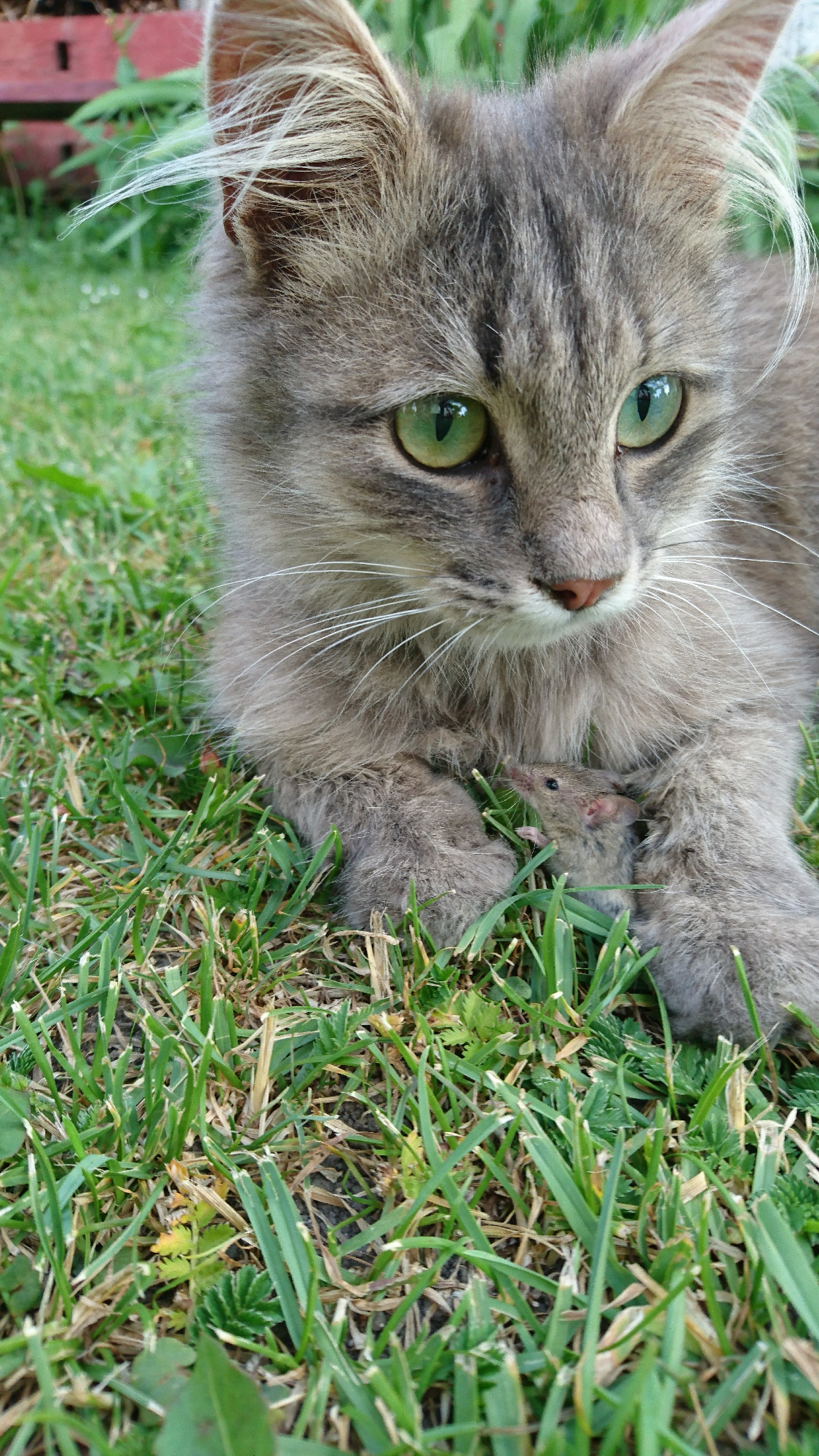 A close-up, low-angle outdoor shot shows a fluffy grey cat with bright green eyes lying on green grass in Dvirets, Ukraine. The cat's ears are perked, and its whiskers are prominent. Tucked between the cat's front paws is a small, grey mouse, which is facing upwards, looking towards the cat. The background is softly blurred, showing hints of green foliage and a red structure, possibly a bench or fence. The scene appears to be a natural outdoor setting, with the focus on the interaction between the cat and the mouse.