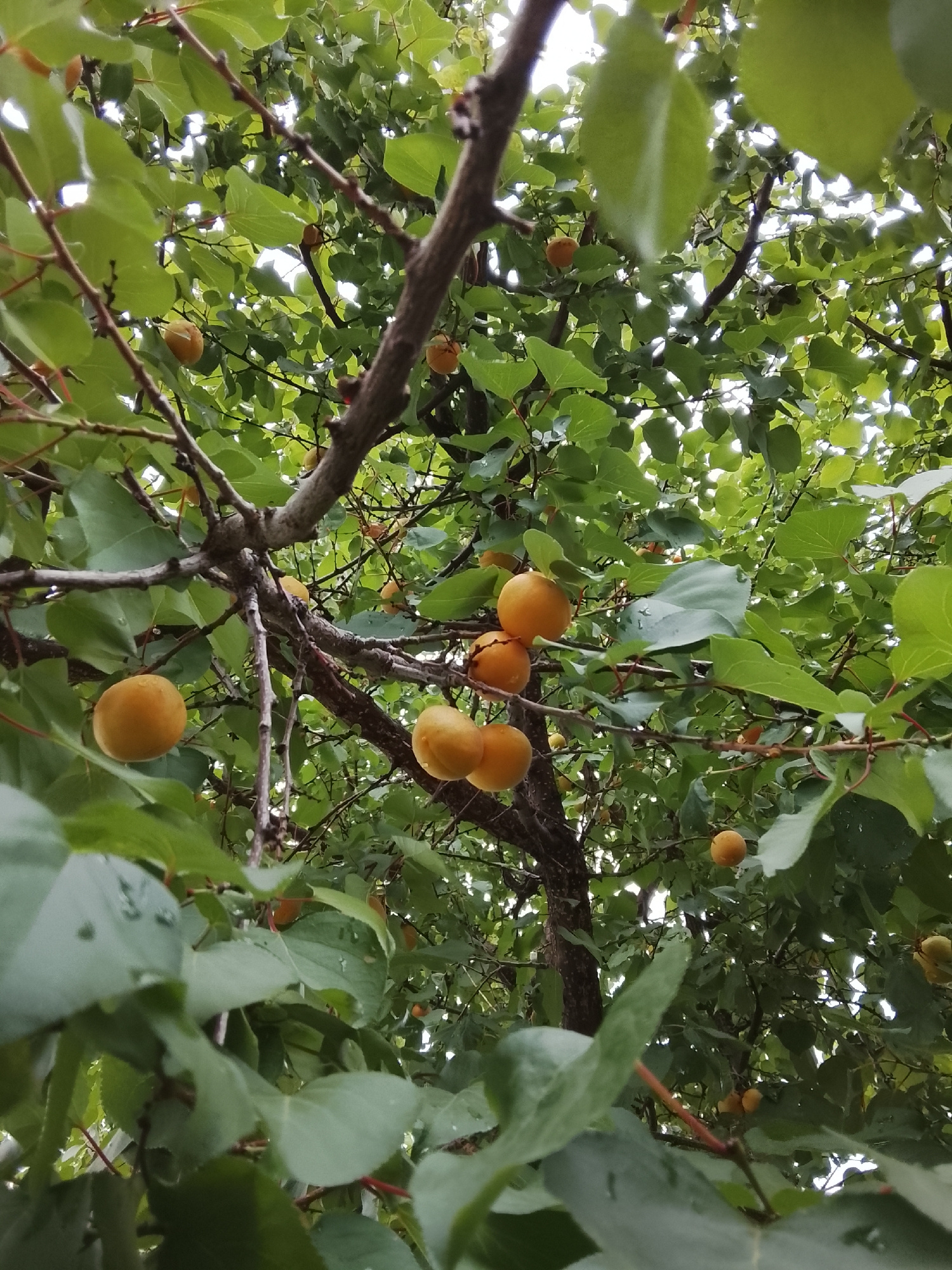 A low-angle, close-up shot captures an apricot tree with numerous ripe apricots hanging from its branches. The apricots, varying in shades of orange and yellow, are clustered together or individually attached to thin stems. Lush green leaves surround the fruit, creating a dense canopy. The tree's brown branches are visible throughout the frame, some thick and others thin and wiry. The background shows dappled sunlight filtering through the leaves, indicating an outdoor setting during the daytime. No people or other animals are present in the image.