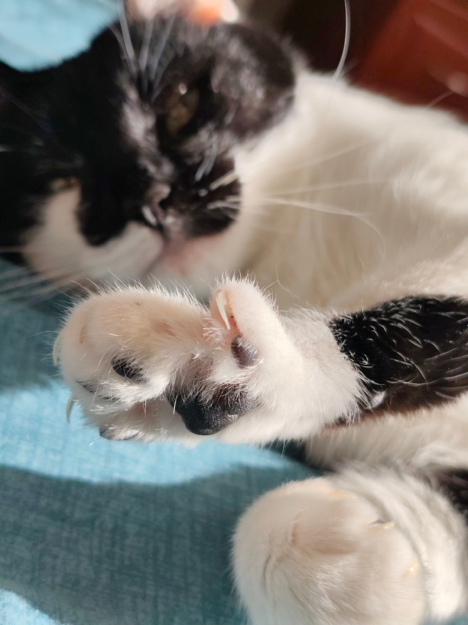 The image is a close-up, low-angle shot of a black and white cat lying on its back on a blue textured surface, likely a blanket or upholstery. The cat's paws are prominently featured, with sharp, light-colored claws extended from the furry pads. The cat's face is out of focus in the background, with visible black fur covering the head and white fur on the chest and belly. Sunlight casts a warm glow on the cat's fur, creating highlights and shadows. The overall environment appears to be indoors, with a hint of a reddish-brown object in the upper right corner, possibly furniture. There are no people visible in the image, and no specific landmarks or details that would allow for the determination of its location within the city of Mykolaiv, Ukraine. The scene is static and focuses on the cat in a relaxed state.