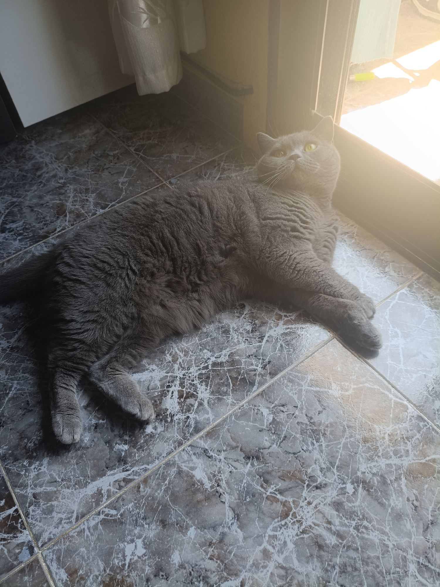 A medium shot captures a fluffy, gray British Shorthair cat reclining on a marbled floor. The cat is positioned on its right side, facing towards the right of the frame, with its legs extended. Its head is slightly tilted upwards, and its bright green eyes are looking towards the sunlit doorway, hinting at a curious or content expression. The cat's fur appears dense and soft, and its body is substantial.
The setting is indoors, indicated by the presence of a tiled floor, a doorway with sunlight streaming through, and a white curtain partially visible in the background. The floor tiles have a dark gray marble pattern with white veining, reflecting the light. The sunlight entering from the doorway is intense, creating a bright glare and casting warm highlights on the cat and the floor. This suggests it's likely daytime, possibly late afternoon given the angle of the sun.
The scene appears to be a domestic setting, possibly a home or apartment in Valencia, Spain, as suggested by the context. There are no other visible subjects or objects in the frame apart from the cat, floor, doorway, and curtain. The overall mood is peaceful and relaxed, with the cat enjoying the warmth of the sunlight. There is no visible text in the image.