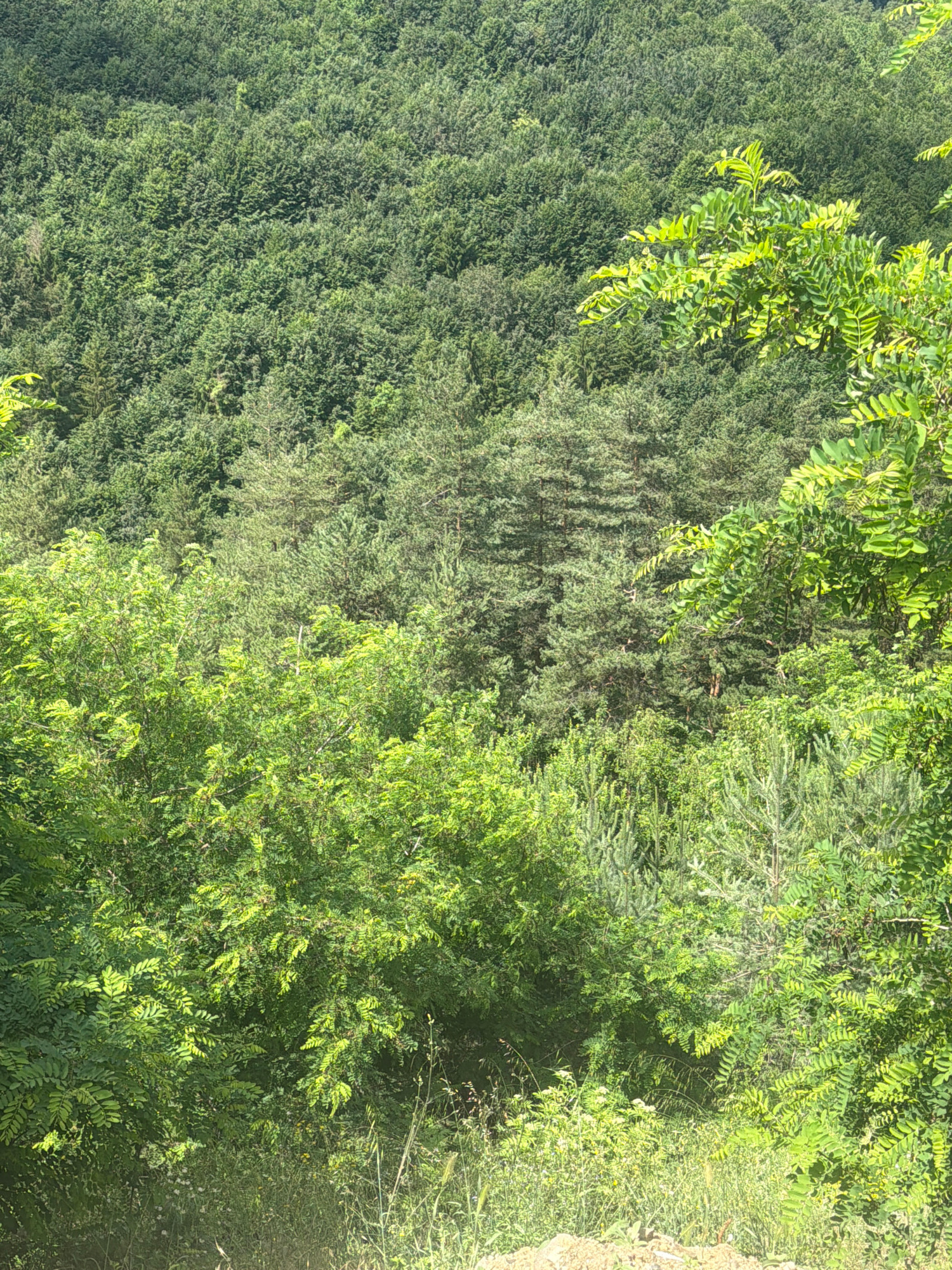 The image depicts a dense, verdant hillside covered in a mix of coniferous and deciduous trees. The foreground features lush green bushes and smaller trees, with some dry grasses and sparse vegetation. The middle ground is dominated by a thick forest canopy, with a variety of tree shapes and shades of green indicating different species. The background shows a vast expanse of similar forest, stretching towards the horizon under a bright sky. The scene appears to be a natural, undeveloped area, likely on the outskirts of Lozengradtsi, Bulgaria, given the context. No people or animals are visible, and there are no man-made structures or objects. The lighting suggests a sunny day, with dappled sunlight filtering through the leaves. The overall impression is one of a thriving, natural ecosystem.