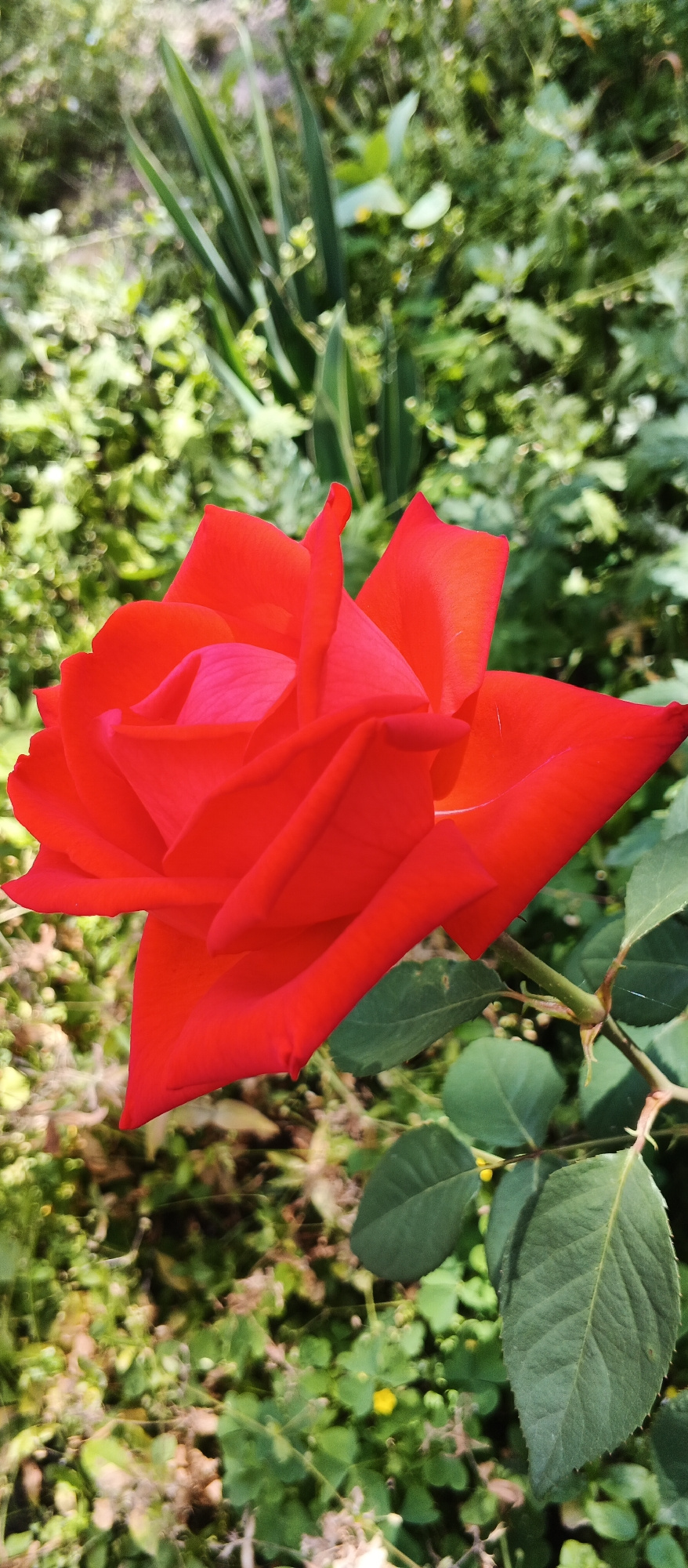 A close-up, vertical shot features a vibrant red rose in sharp focus against a blurred green background. The rose, positioned on the left side of the frame, displays its velvety petals unfurling in a spiral pattern. The lighting highlights the deep red hues and subtle pink undertones of the flower. To the right and slightly below the rose, a stem with several green leaves is visible, also in focus. The background consists of a soft bokeh effect of various green foliage and some lighter greenery, suggesting an outdoor garden setting. The scene does not include any people or any discernible urban elements to determine its location within the city of Smila, Ukraine.