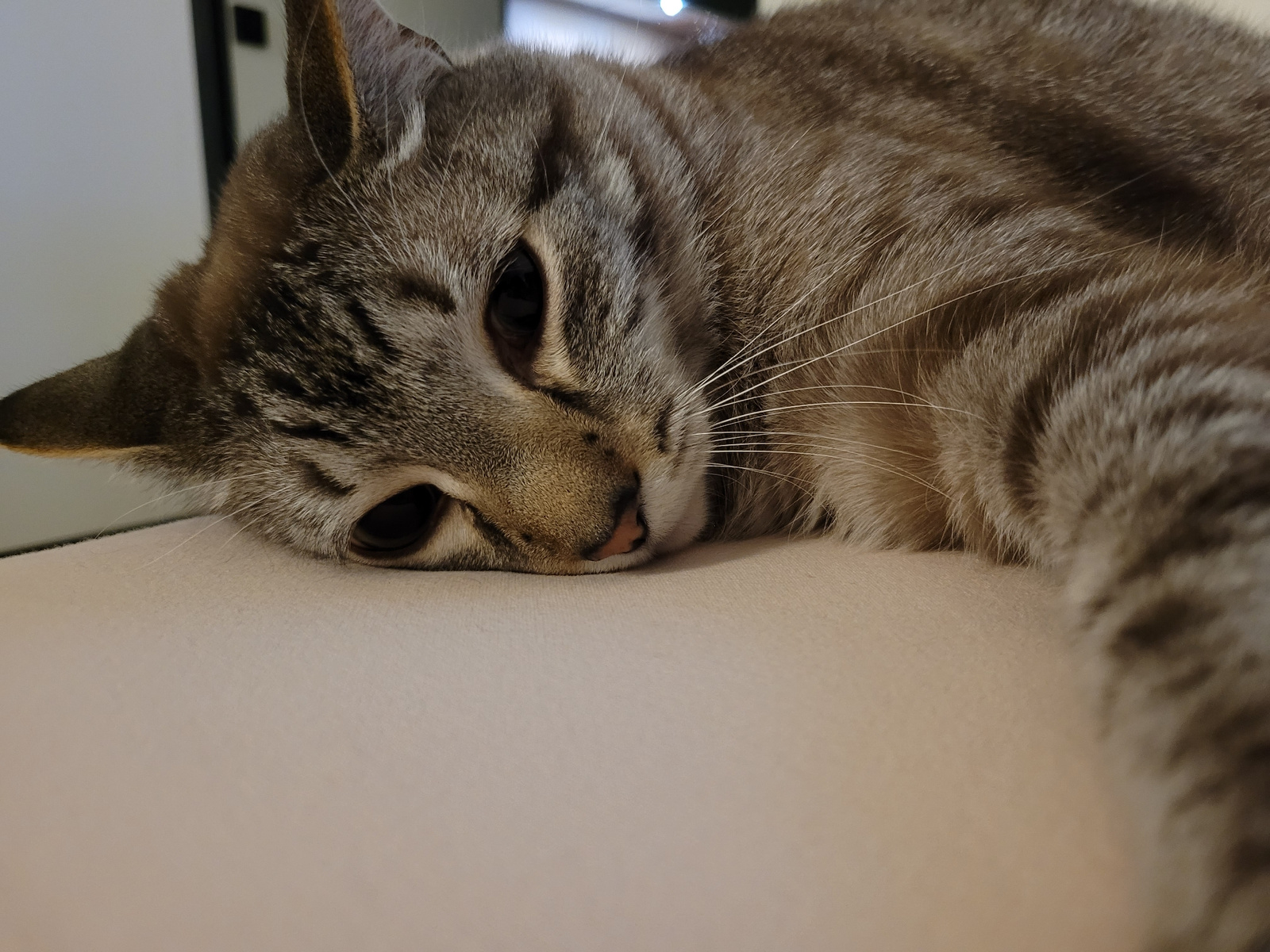 A close-up shot captures a tabby cat resting on a light-colored surface, its head tilted and eyes half-closed. The cat's fur displays a pattern of dark and light brown stripes. Its right ear is visible and slightly tilted. The background is softly blurred, showing what appears to be an interior setting with hints of a doorway and bright lighting. The image's perspective is low, as if taken from the cat's eye level. No specific location in Kyiv, Ukraine, can be identified from the provided image.