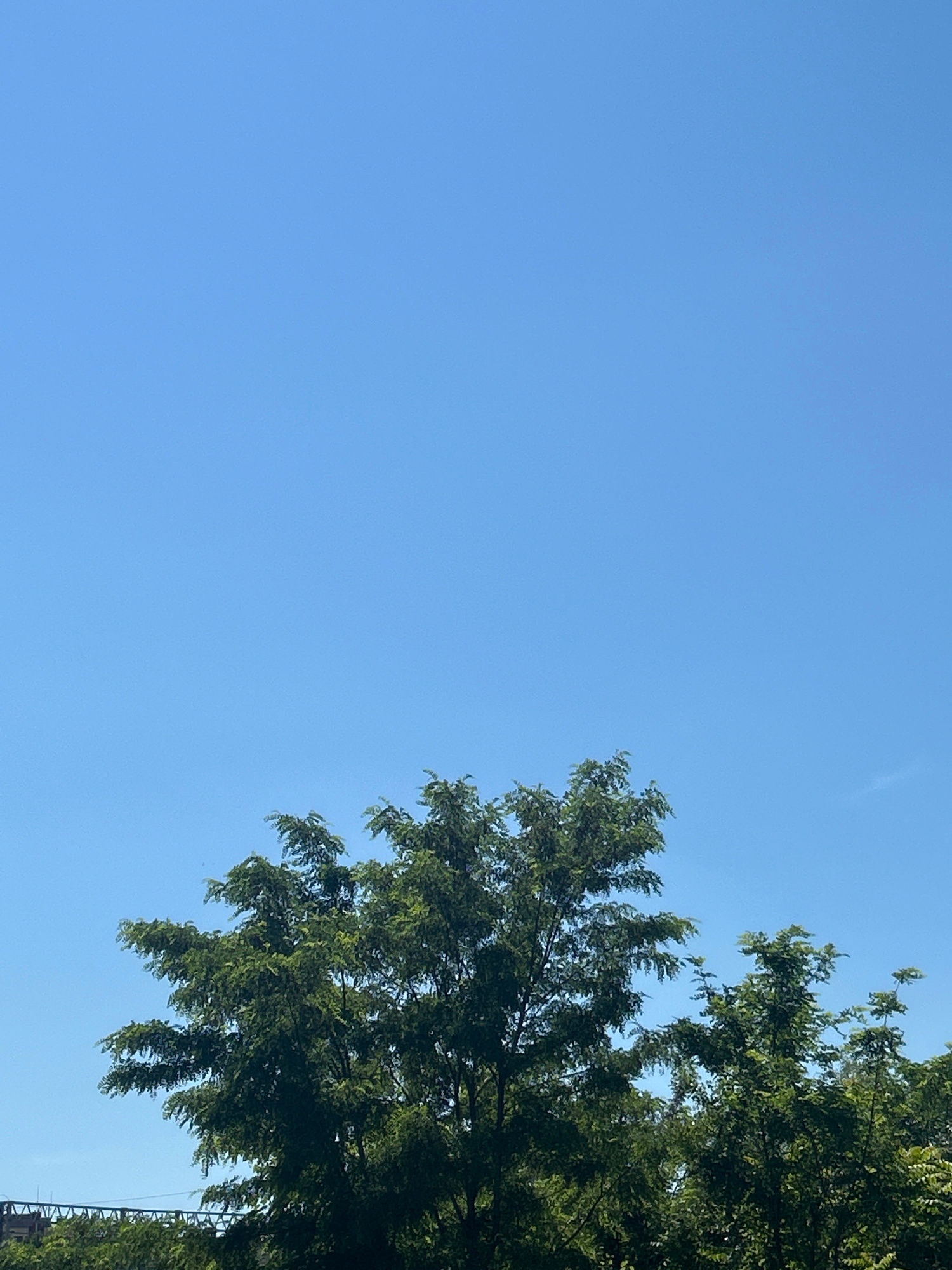 An eye-level, medium shot captures a bright blue sky dominating the upper two-thirds of the frame, with a portion of a tree line visible across the bottom third. The lush green foliage of several trees is densely packed, forming a vibrant contrast against the clear sky. A hint of man-made structures, possibly a bridge or elevated railway, can be seen peeking through the greenery on the far left. The scene appears to be outdoors on a sunny day.
