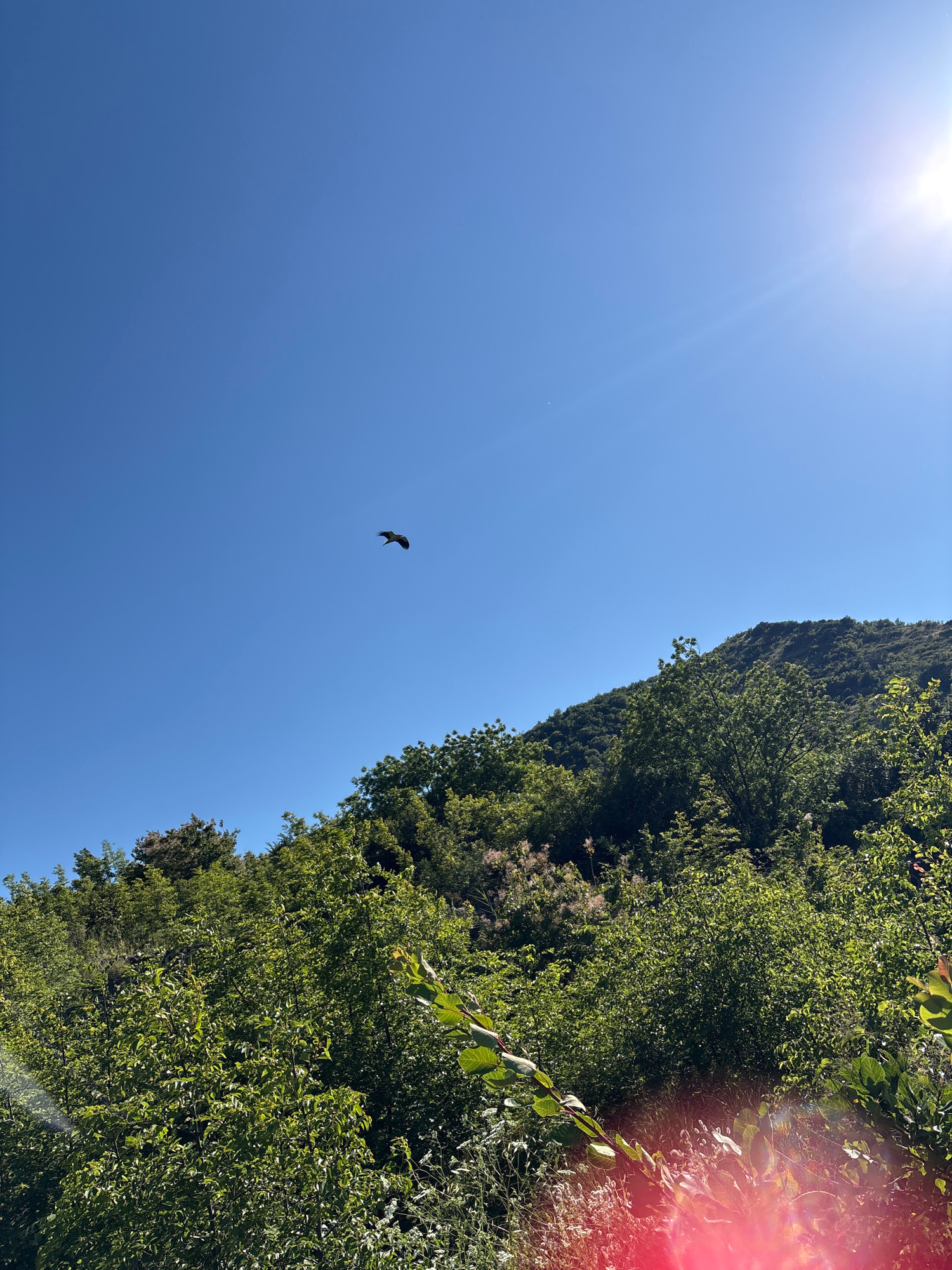 This is a vertically oriented, wide-angle photograph taken from a low angle looking up towards a bright sun. The scene depicts a lush, green mountainside covered in dense foliage, likely trees and shrubs. The sky is a clear, vibrant blue, with the sun positioned in the upper left corner, casting a strong glare and lens flare that streaks across the image, particularly on the right side.
In the mid-left portion of the frame, a dark silhouette of a bird is captured in mid-flight against the bright sky. Its wings are spread, suggesting it is soaring or gliding. The lower right of the image shows more of the dense green vegetation, with some lighter, wispy plants or flowers interspersed. A thin branch with green leaves extends into the frame from the top right.
The bright sunlight indicates it is daytime, likely mid-morning to early afternoon, with clear weather. The presence of lush greenery and a bird in flight suggests an outdoor natural setting. The image conveys a sense of openness and nature's vibrancy. No text is visible in the image.