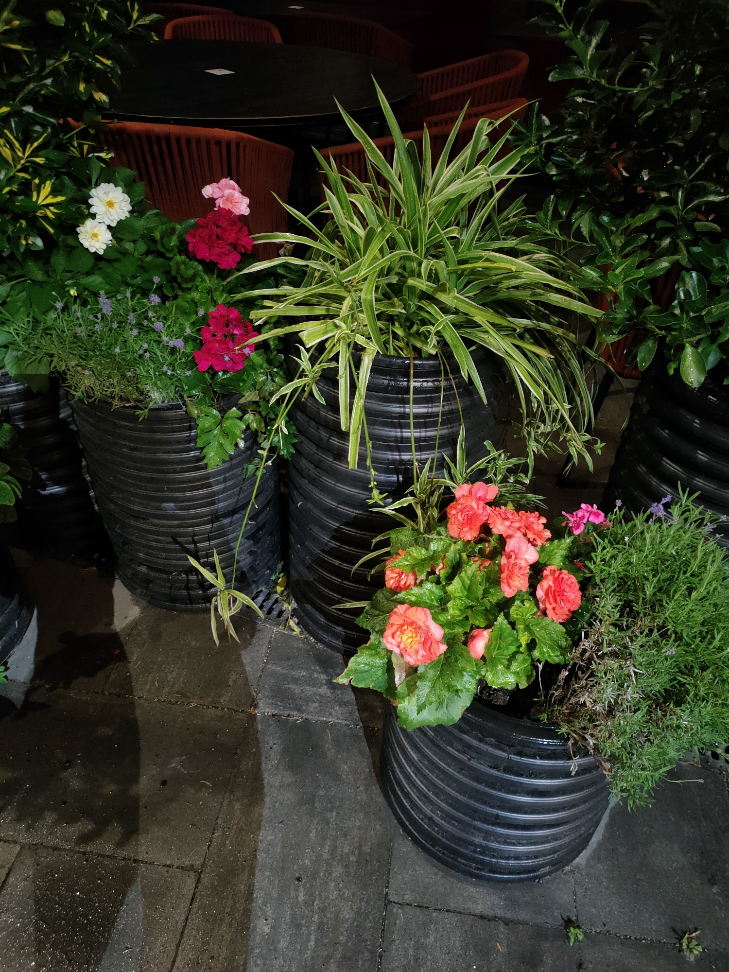 This image shows an outdoor setting with several large black planters filled with various plants. The planters are arranged on a stone patio, which appears wet, suggesting it may have recently rained or is damp. In the background, there are dark round tables and orange chairs, implying a seating area, possibly a patio or outdoor dining space.
The planters contain a mix of flowers and foliage. One planter prominently features bright coral-colored begonias, accompanied by smaller pink flowers and green leaves. Another planter holds a spiky green plant with long, thin leaves, possibly a spider plant. Further to the left, there are white and pink flowers, along with some smaller purple flowers and green foliage. A planter on the right contains a bushy green plant, likely a herb like rosemary.
The lighting in the image is dim, suggesting it might be dusk, evening, or an overcast day. The wet patio and the way the light reflects off the surfaces contribute to a moody atmosphere. There are no people clearly visible in the image, though a shadow of a person can be seen on the patio in the lower left quadrant. The overall scene appears to be a well-maintained outdoor area, perhaps a restaurant patio or a private garden space. There is no visible text in the image.