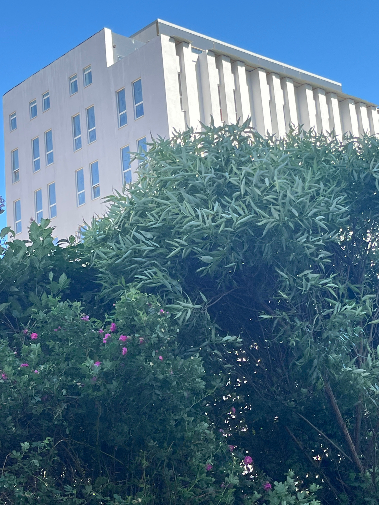 The image shows a modern white building with many rectangular windows, partially obscured by lush green trees with small pink flowers. The building is seen from a low angle, with its stepped facade receding into the sky. The sky is a clear, bright blue, suggesting a sunny day. The trees are dense, with long, slender leaves and branches that reach towards the building. The presence of the building and the trees suggests an urban or suburban setting. The angle of the shot and the clear blue sky could indicate it is daytime, possibly late morning or afternoon. There is no visible text in the image. The scene is a juxtaposition of man-made architecture and natural foliage, creating a visually interesting composition. The overall impression is one of a bright, pleasant day in an area where nature and modern design coexist.