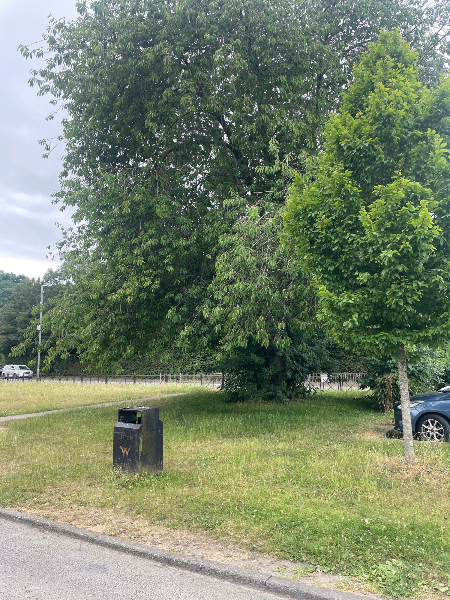 In an outdoor scene, a dark green litter bin stands in the grass. The bin has the word "LITTER" printed on its side in white letters and a stylized "W" logo below it. Behind the bin, a light gray asphalt road is visible, bordered by a strip of grass. Further back, a black metal fence runs parallel to the road, separating it from a grassy verge. Beyond the fence, a dense line of green trees forms a backdrop. A silver car is parked on the right side of the frame, partially visible. The sky above is overcast and gray.