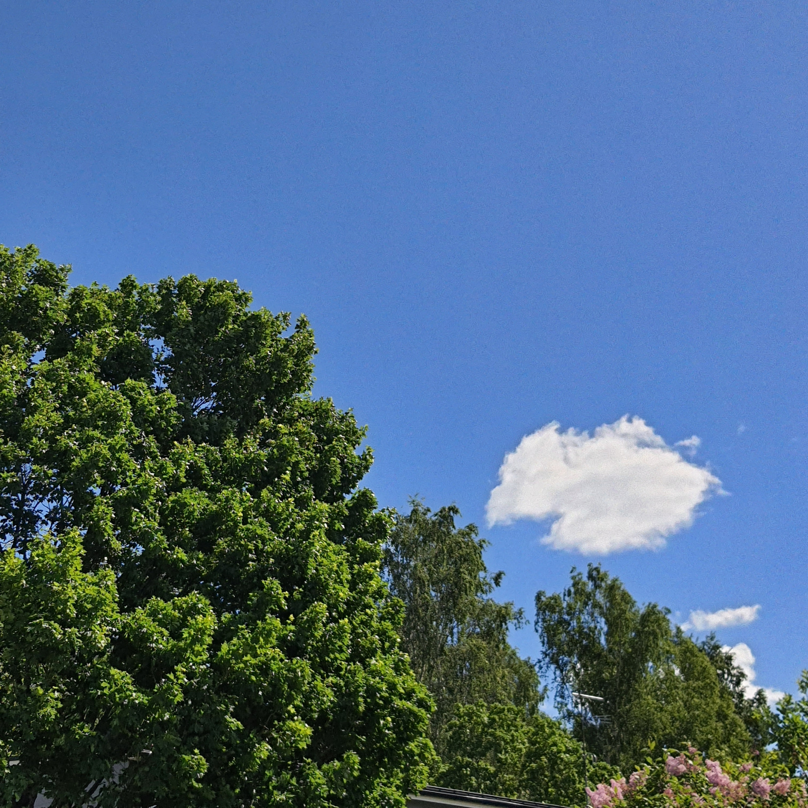 A low-angle shot captures a clear blue sky with scattered white clouds above a dense canopy of green trees. On the left side of the image, a large, leafy tree dominates the foreground. In the middle ground and extending to the right, a line of various trees, including birch trees, are visible. Pink flowering bushes are present at the bottom right. A street light and antenna are also visible among the trees. The scene appears to be from Karkkila, Finland, during daylight hours.