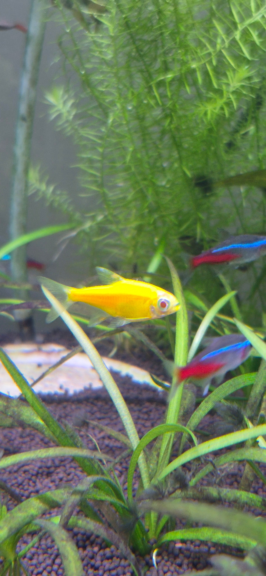 A bright yellow fish with red eyes swims in an aquarium filled with green plants. Behind it, a neon tetra with a blue stripe and red tail is visible. The aquarium substrate is dark and small. The image does not provide any information about the city of Ussurijsk, Russia.