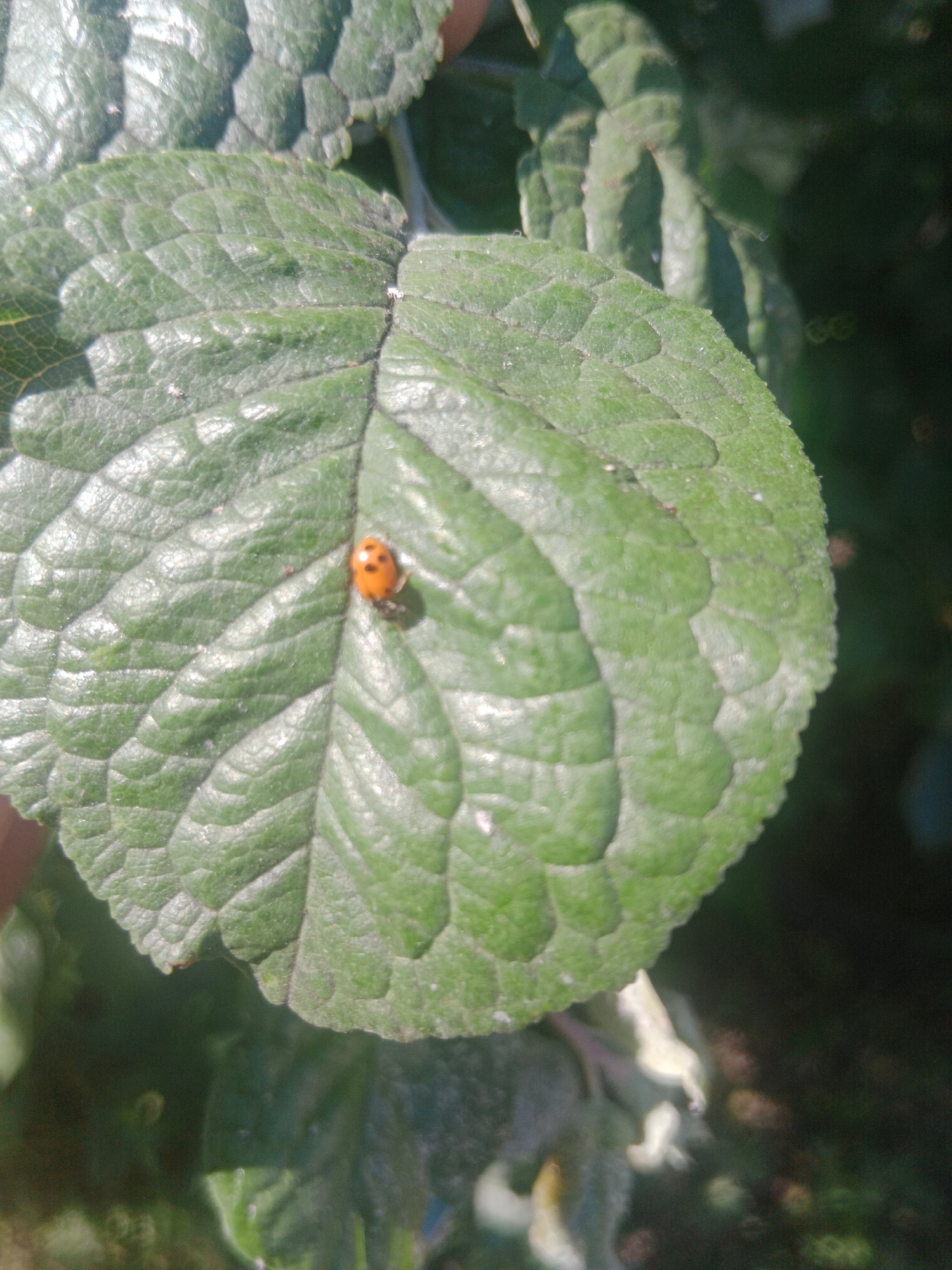 A ladybug is perched on a large, textured green leaf, its bright orange shell contrasting with the deep green foliage. The leaf, veined and slightly fuzzy, appears to be part of a plant in a natural setting, likely outdoors. The background is blurred, showing hints of other green leaves and some darker shadows, suggesting a shaded area or dappled sunlight. The image focuses on the ladybug and the leaf, creating a macro view of this small creature in its environment. No specific location in Qobda, Kazakhstan, can be determined from the visual information provided.