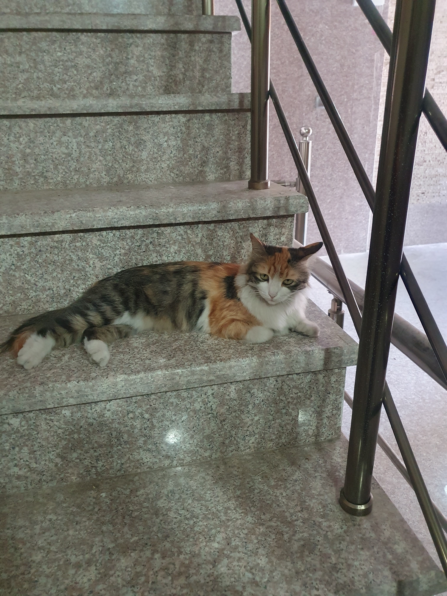 A calico cat is resting on a granite staircase, its body stretched out lengthwise along the steps. The cat's fur displays a mix of orange, black, white, and gray markings. Its eyes are open and it appears to be looking towards the camera. The staircase has a metallic handrail running along the side, composed of dark, possibly bronze-colored bars. The steps themselves are made of speckled granite, with a mix of gray and pinkish-brown tones. The background shows more of the granite material, suggesting an indoor or covered outdoor setting. The lighting appears to be artificial, casting a slight glare on the polished surfaces. The orientation of the image is such that the cat is lying on its side, and the staircase runs diagonally from the bottom left to the top right. The scene conveys a sense of repose, with the cat comfortably settled on the steps. No people are visible, and there is no visible text in the image.