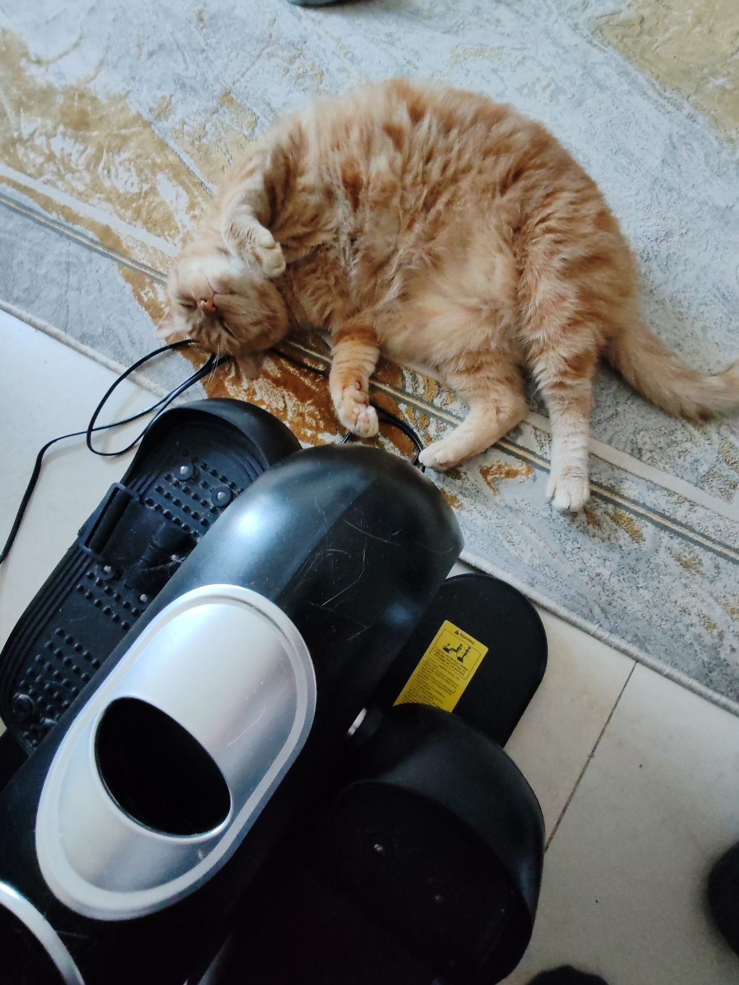 An orange tabby cat is lying on its back on a patterned rug, appearing relaxed. The cat has light-colored fur with darker orange stripes and is positioned near some black exercise equipment, possibly part of a home gym. A black cord is visible, connecting to the equipment. The scene appears to be indoors, with a tiled floor adjacent to the rug. The lighting suggests daytime. There is a yellow warning sticker on one of the black equipment pieces, but the text is not legible. The overall mood is one of casual domesticity, with the cat enjoying a nap amidst exercise gear. The location context is Dubai, United Arab Emirates.