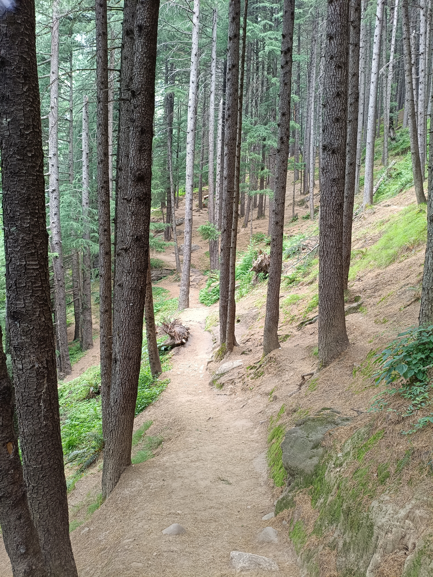 This media file presents a tranquil scene within a dense coniferous forest, likely located near Bahang, India. The primary subjects are numerous tall, slender pine trees with rough, textured bark. A well-trodden dirt path meanders through the forest, curving gently uphill. The ground is carpeted with a layer of fallen pine needles and scattered stones. Lush green undergrowth and moss cling to the sides of the path, particularly on the right, where larger rocks are visible. The light filtering through the dense canopy suggests it is daytime, possibly late morning or early afternoon. The overall atmosphere is one of peaceful seclusion and natural beauty. No people, objects, text, or specific events are discernible, focusing solely on the natural setting.