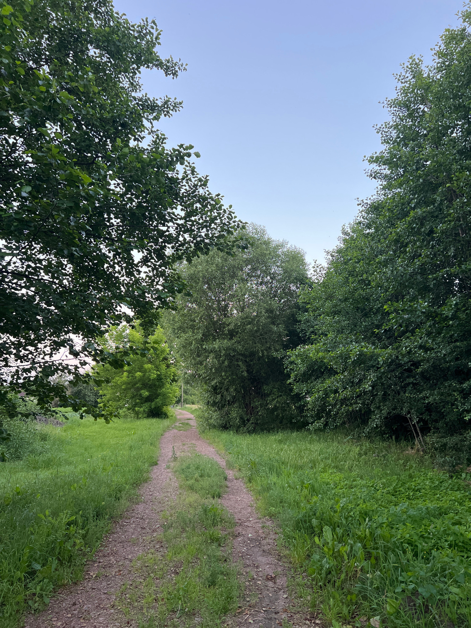 A dirt path winds through a grassy area bordered by dense trees. The sky above is a clear, pale blue. The trees on the left are fuller with dark green leaves, while the trees on the right are lighter and more feathery in appearance. The path is worn and appears to be made of gravel and dirt, with grass growing in patches along its edges. The overall impression is one of a rural or natural setting. There are no people or animals visible in the image, nor any man-made structures besides the path itself.