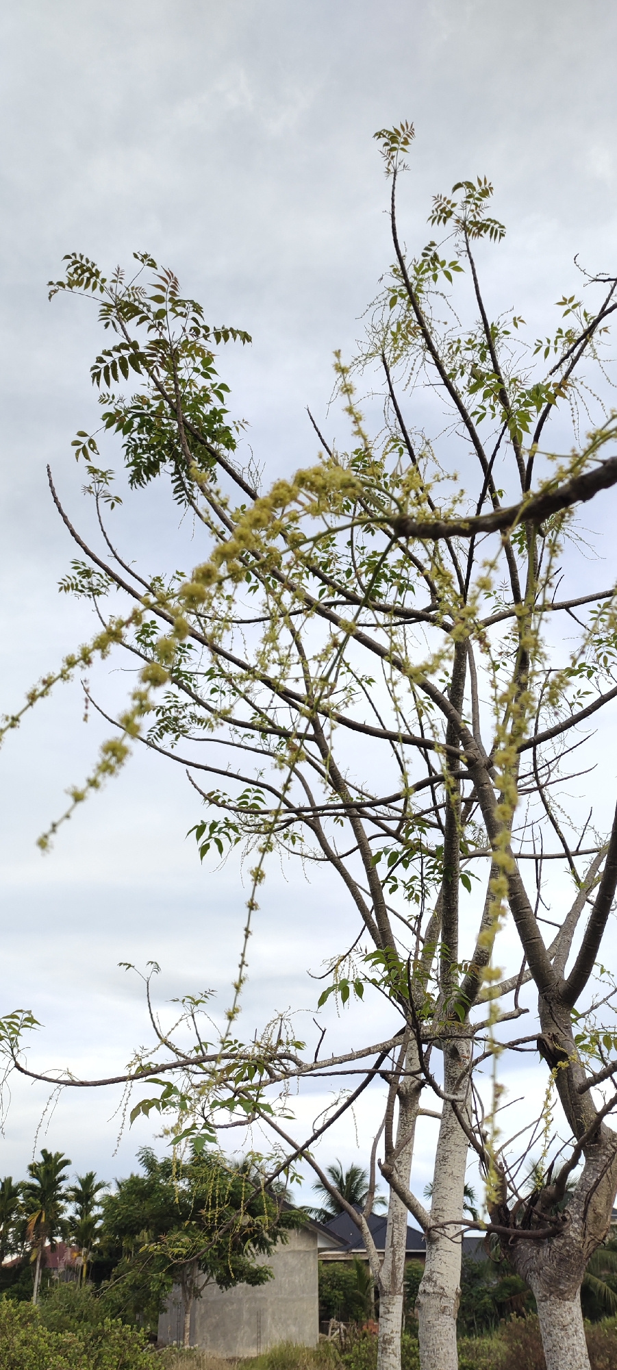 A low-angle shot captures a cluster of trees against a cloudy sky, with a partially constructed building and lush foliage visible in the background. The foreground is dominated by the intricate branches of a tree, adorned with sparse green leaves and delicate clusters of yellow blossoms. The bark of the main tree trunk exhibits a textured, pale gray surface. In the mid-ground, a small, unfinished concrete building stands as a prominent feature, surrounded by a variety of trees and dense green undergrowth. To the left, several palm trees rise above the other vegetation. The overall scene suggests an outdoor environment in a tropical or subtropical region, possibly during daylight hours given the sky's appearance. This image was taken in the city of Lhokseumawe, Indonesia.