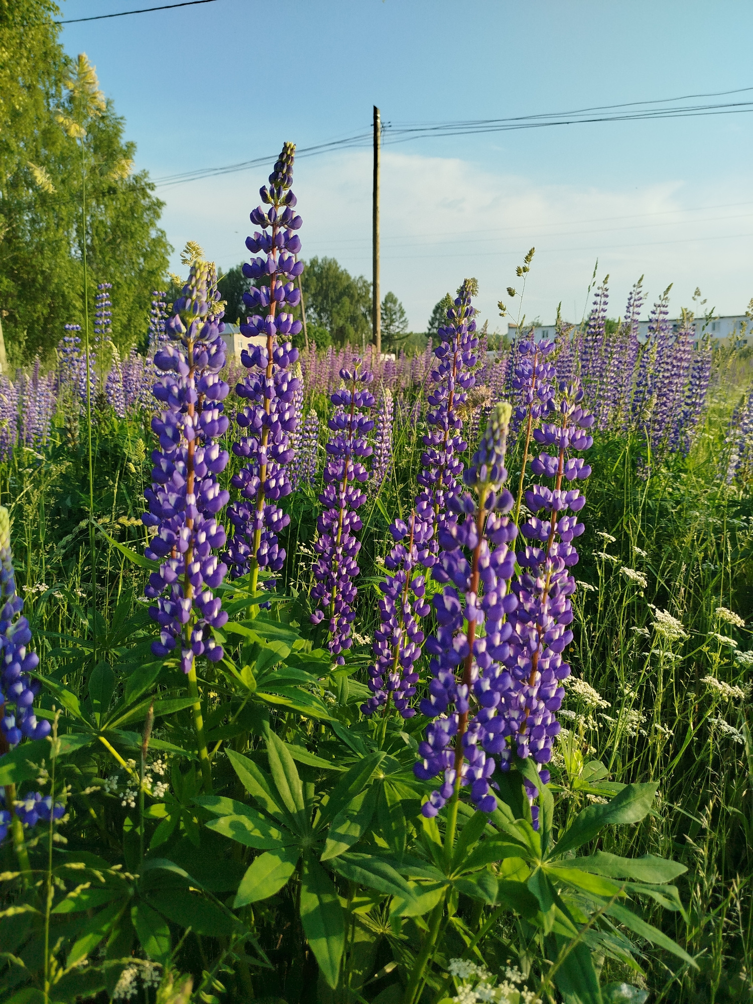 A low-angle outdoor shot captures a field of purple lupine flowers in bloom under a clear blue sky. In the foreground, several tall lupine stalks with densely packed purple blossoms and green leaves are in sharp focus. The background is filled with a dense expanse of more lupine flowers, some in sharp focus and others blurred, creating a sense of depth. Tall green grass and smaller white wildflowers are interspersed throughout the field. In the far distance, a row of trees, a utility pole with overhead wires, and a few white buildings are visible. The sunlight casts a warm glow on the scene, suggesting it is either morning or late afternoon. The image appears to be taken in a rural or semi-rural setting.