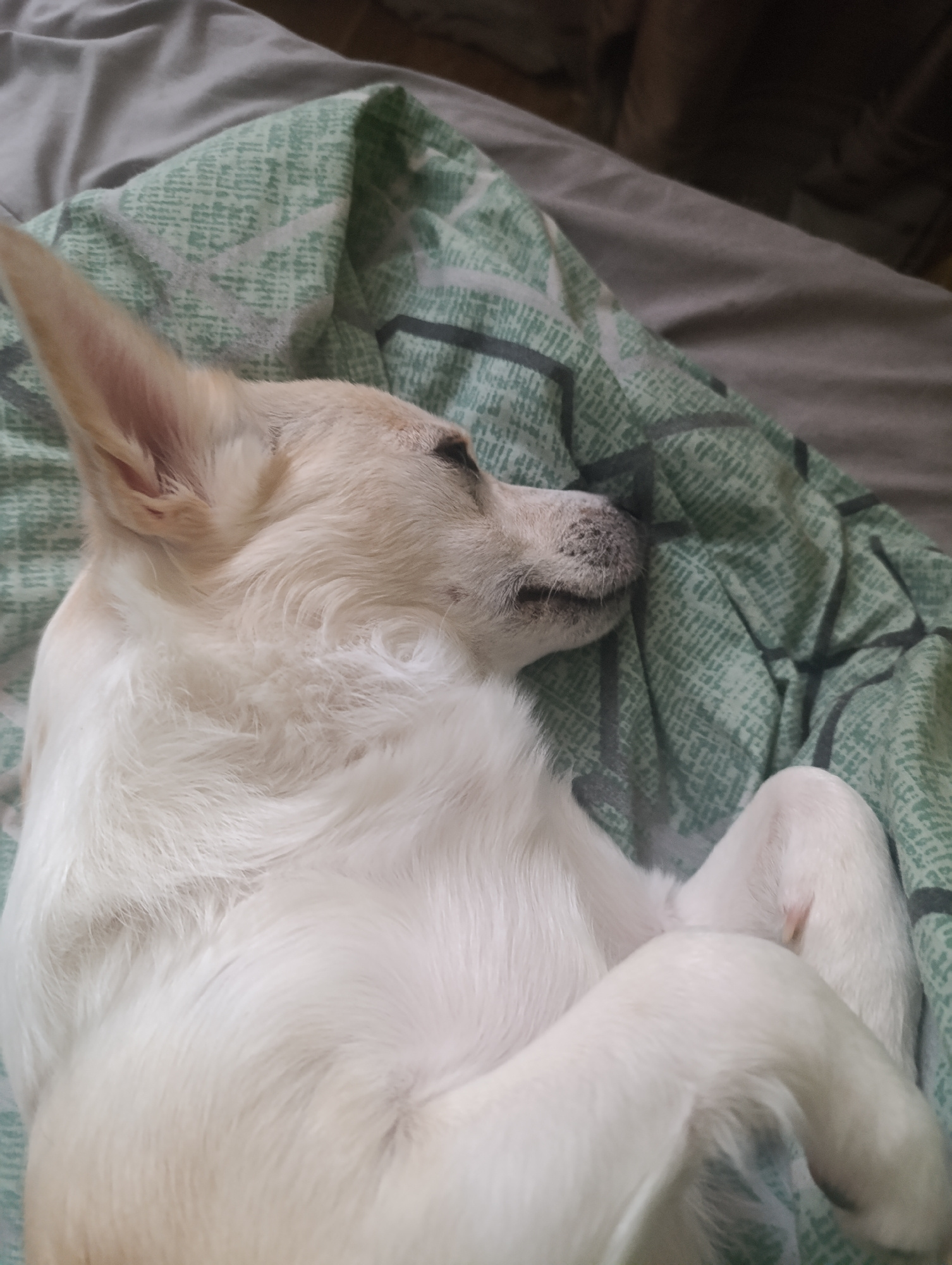 A light-colored dog is sleeping on its back on a green and white patterned blanket. The dog has its eyes closed and its paws curled up. The blanket is on top of a gray bed. The background is dark and out of focus.