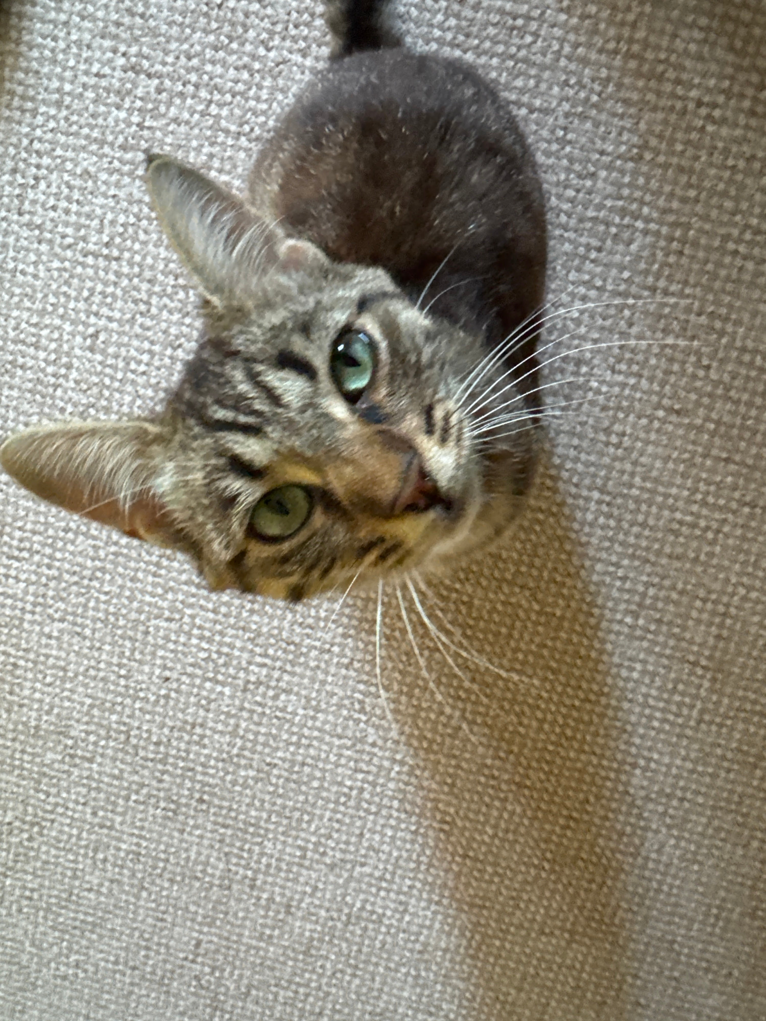 A high-angle, full-frame shot shows a tabby cat looking directly up at the camera. The cat is brown with black stripes and green eyes. Its mouth is slightly open and its whiskers are prominent. The cat is on a textured, light brown carpet. The image does not contain any information about the city of Bila Tserkva, Ukraine.