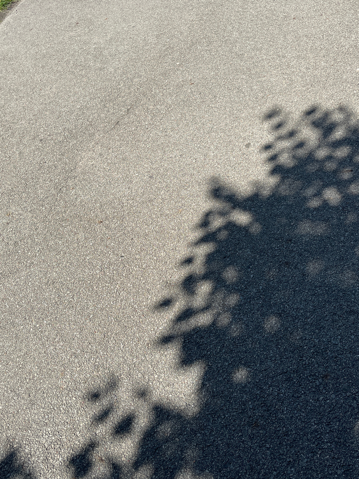 An image taken from a high angle shows a sun-dappled asphalt surface, likely a sidewalk or road, with a shadow of tree foliage cast across it. The asphalt is granular and gray, with some areas lighter and some darker where the sun hits and where the shadow falls, respectively. The shadow is cast from the upper right corner and extends across the majority of the frame, with the distinct shapes of leaves and branches visible. No people or specific landmarks are discernible. The scene appears to be an outdoor urban environment. The location of Riga, Latvia, is not indicated within the image itself.