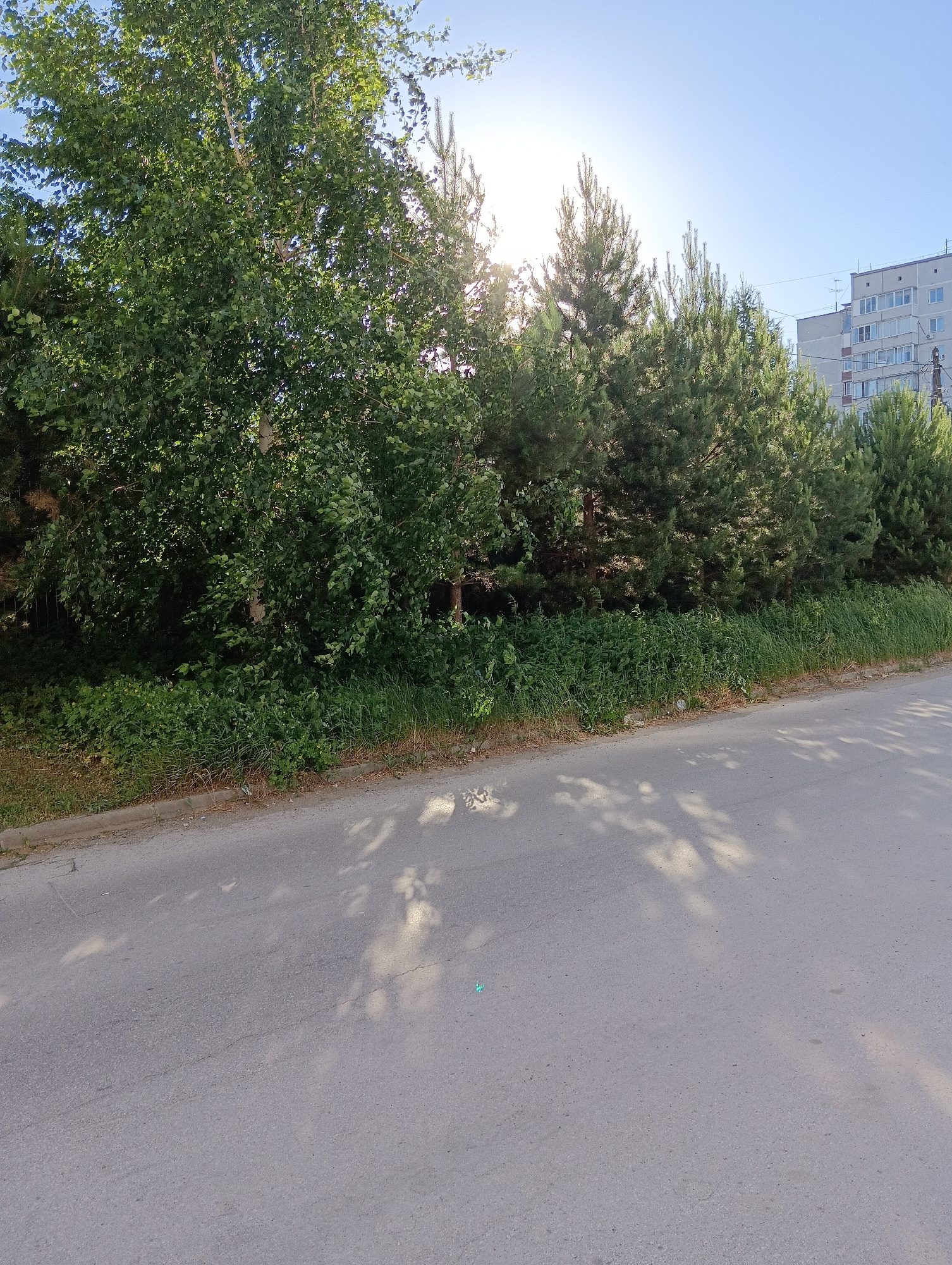 A slightly elevated perspective captures a sunny day with a clear blue sky. A paved road stretches across the foreground, its surface dappled with the shifting shadows of overhead foliage. To the left, a dense line of trees and greenery forms a natural barrier. Among these, a large birch tree with light-colored bark and lush green leaves stands prominently. Behind it and extending to the right, a row of coniferous trees, likely pines, with their characteristic dark green needles, creates a uniform backdrop.
Beyond the trees, a multi-story apartment building is visible, its pale facade punctuated by rows of windows. The building suggests an urban or suburban environment. The sun is bright, positioned high in the sky and slightly to the left, casting strong light and shadows. This indicates it's likely midday or early afternoon. The overall scene is peaceful and natural, with the urban element of the building providing context. There is no discernible activity or people in the image, focusing the attention on the natural and built environment. No text is visible.