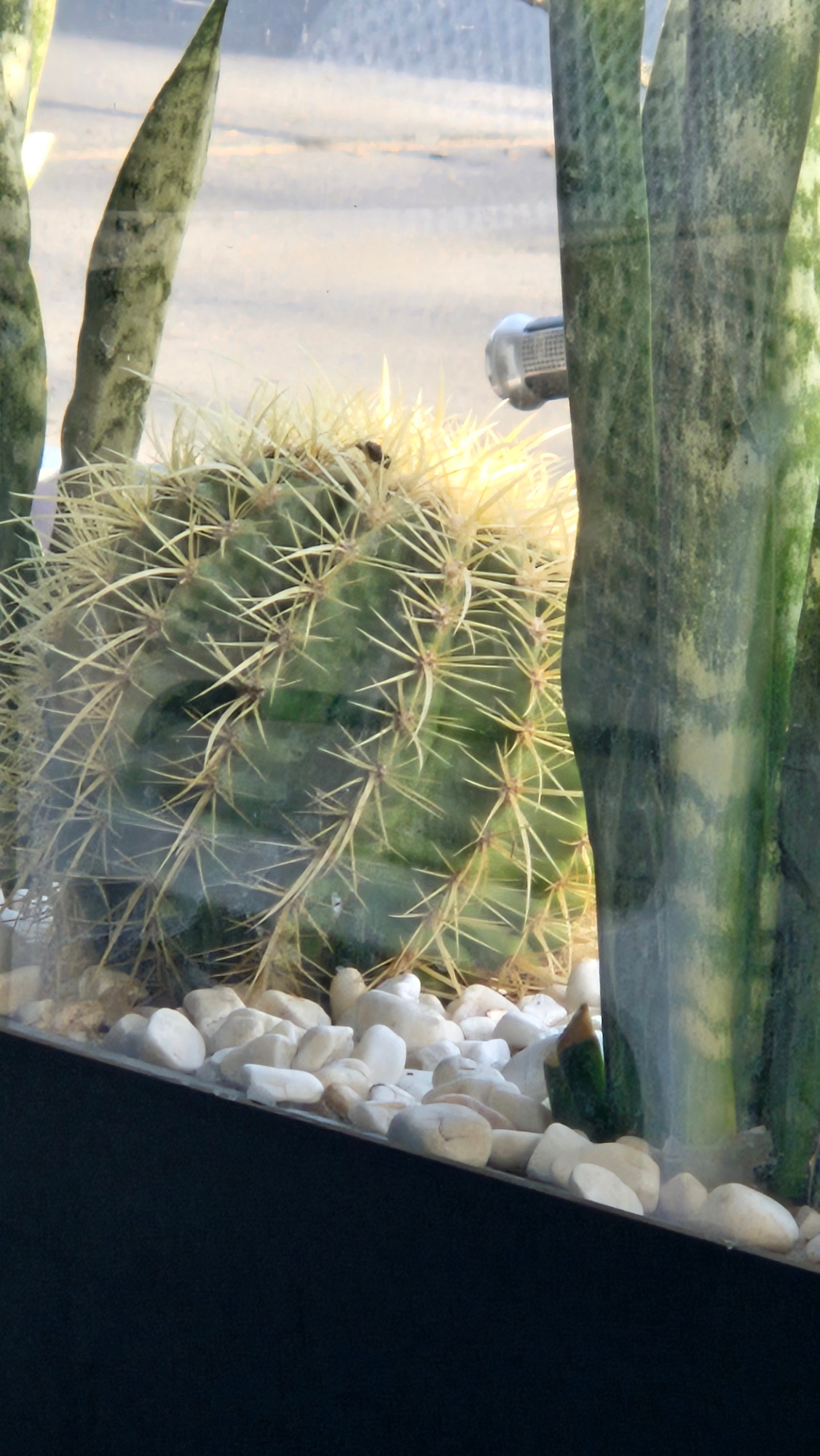 A spherical, green barrel cactus with sharp yellow spines is centered in the frame, nestled among smooth white pebbles. The cactus is partially obscured by the vertical, variegated green leaves of two snake plants on either side. The scene is contained within a clear glass enclosure, suggesting a terrarium or display case. In the background, out of focus, is a blurry outdoor environment with muted colors. A small, silver object with a ridged surface is visible to the right of the cactus, protruding from behind the snake plant. The foreground features a dark, angled surface that could be the edge of the container.