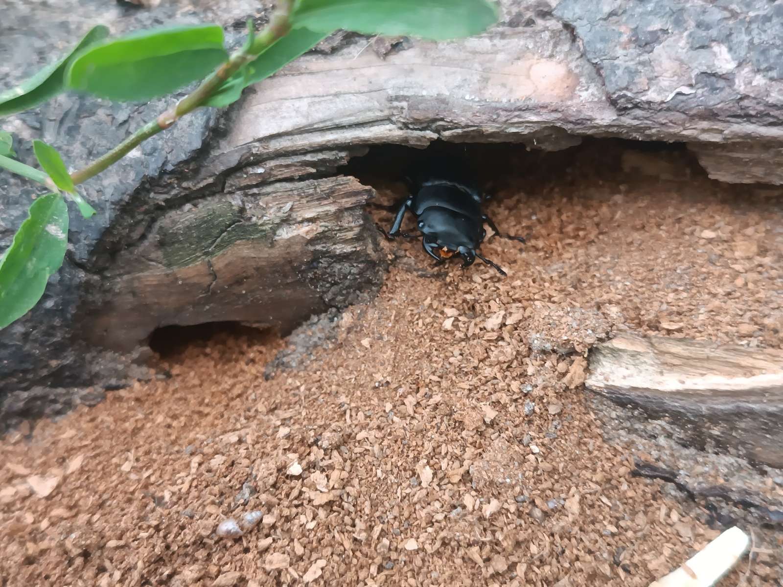 A dark-colored beetle with visible mandibles is partially visible inside a hollowed-out log. The surrounding environment consists of dirt, wood fragments, and a few green leaves. The image appears to be taken outdoors, likely in a natural setting. There is no indication of this scene being located in Sluck, Belarus.