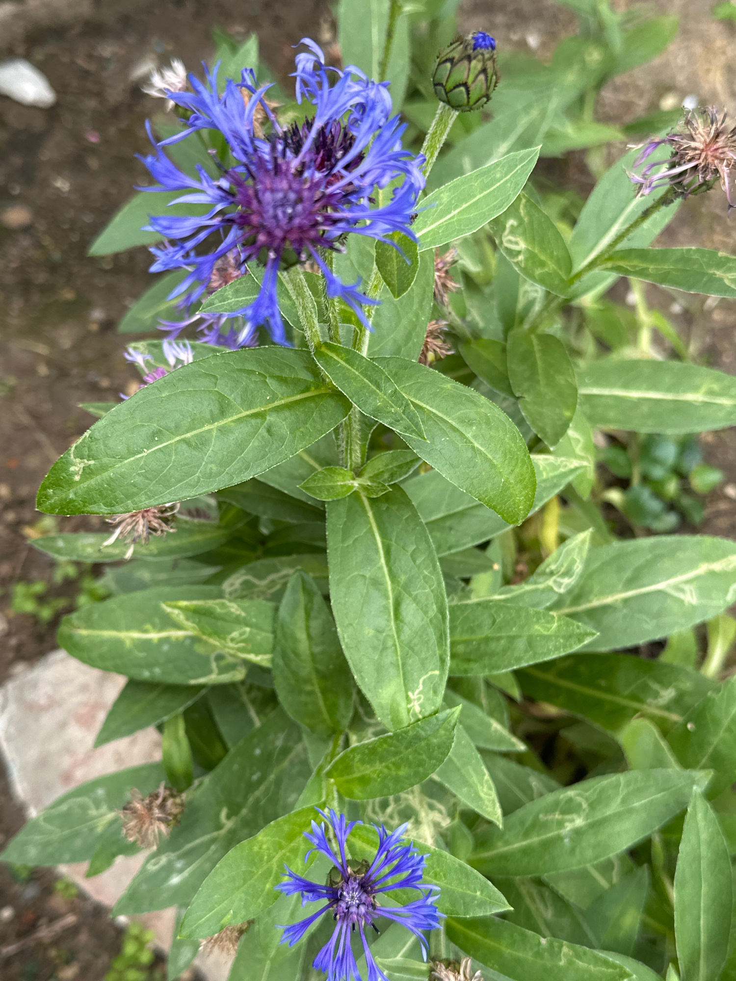 A close-up, eye-level vertical shot captures a vibrant blue cornflower blooming amidst lush green foliage. The flower, positioned slightly off-center to the left, is in sharp focus, revealing its intricate, spiky petals and a deep purple center. Above it, a green bud with a small blue tip suggests future blooms. To the right, a dried, withered flower head indicates the life cycle of the plant. The leaves are a rich green, some exhibiting pale green or whitish markings, possibly from insect activity or natural variegation. The background is softly blurred, showing earthy tones of soil and hints of other vegetation, suggesting an outdoor garden setting. The overall impression is one of natural beauty and growth. No people or specific city landmarks are visible.