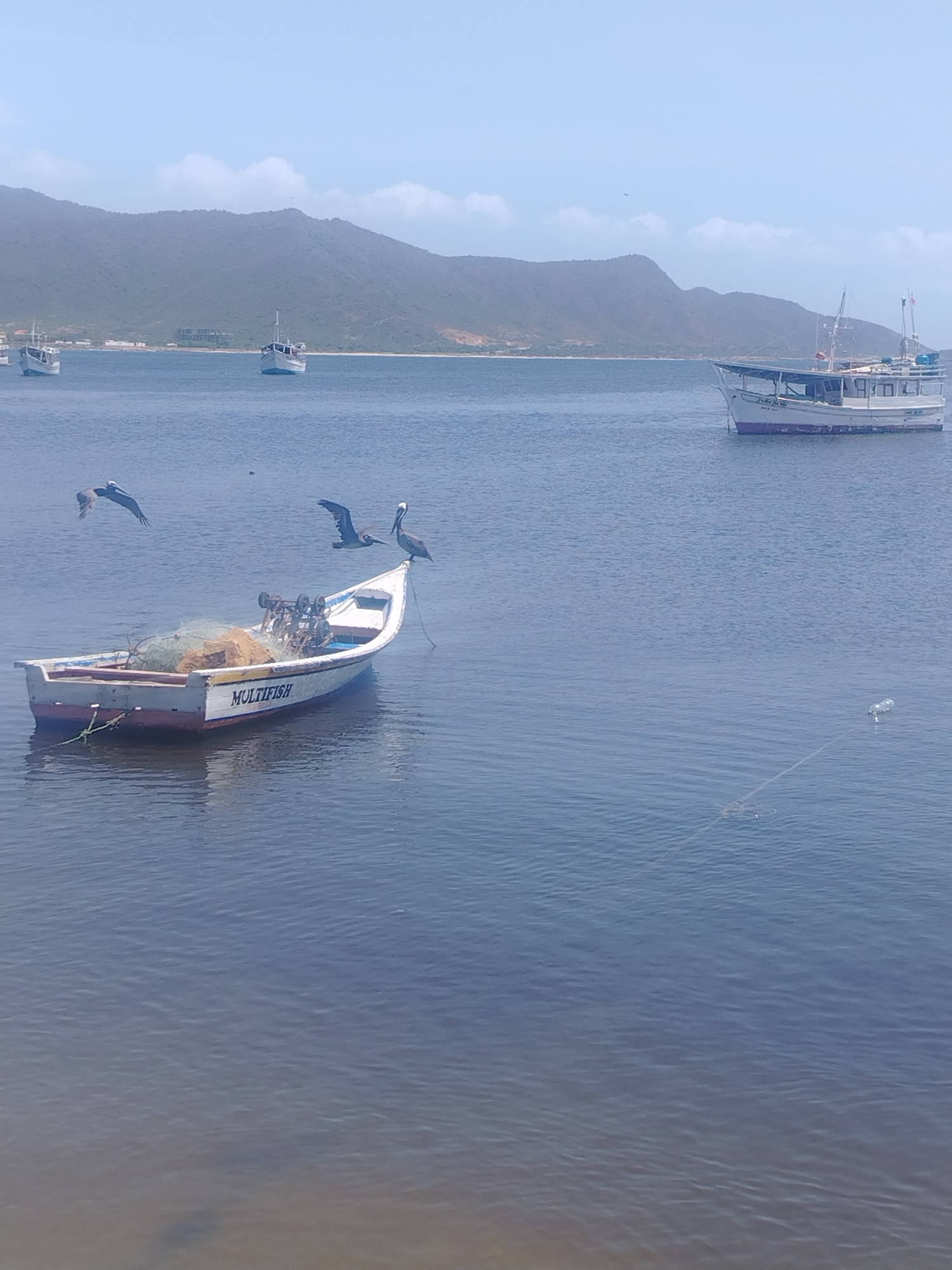 A medium-shot, outdoor, daytime, eye-level, full-color, slightly low-angle, slight telephoto image shows a calm blue body of water with several boats and two pelicans. In the foreground, on the left, a small white and red fishing boat named "MULTIFISH" is moored and angled toward the right. The boat is laden with fishing nets and equipment. Two pelicans are in flight near the boat; one is flying to the left of the boat, and the other is flying to the right. A third pelican is perched on the right side of the fishing boat. In the middle ground, two white boats are anchored. The boat on the left is closer to the shore, and the boat on the right is farther out. In the background, a long, green, hilly coastline stretches across the horizon, with a few buildings visible on the shore. The sky is a light blue with scattered white clouds. The water is calm with small ripples.