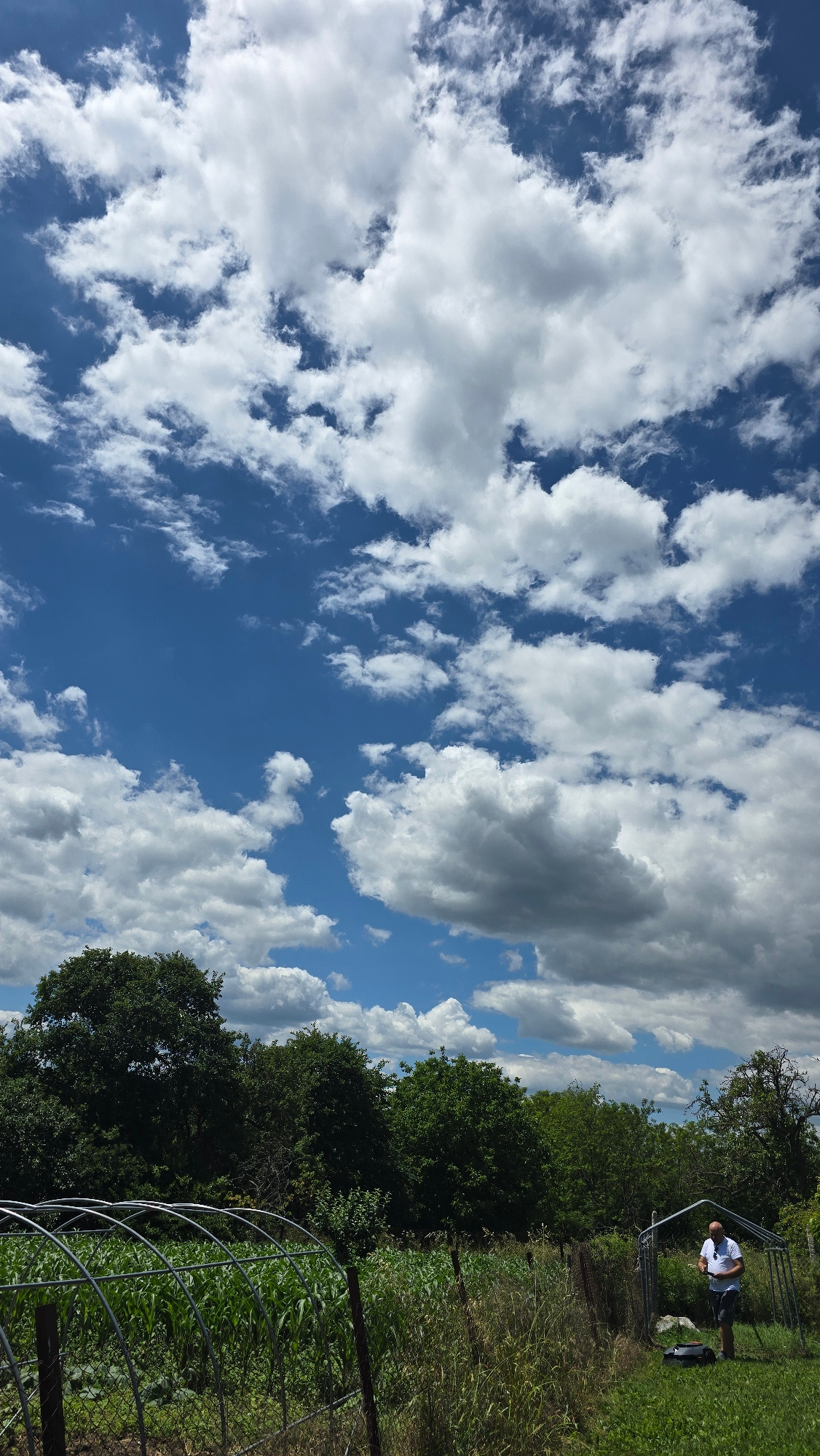 This is a vertically oriented, medium shot of a bright, partly cloudy sky with a person standing on a grassy area to the right. The sky is a vibrant blue, filled with fluffy white cumulus clouds that cast soft shadows.
On the right side of the frame, a person is standing and looking down at something in their hands. They are wearing a white t-shirt and dark shorts. The person is positioned on a well-maintained lawn, with a line of lush green trees and vegetation forming a backdrop. A fence runs along the foreground, enclosing a garden area with young green plants. In the background, more trees create a dense forest line. The overall scene suggests a warm, sunny day, likely in the late morning or early afternoon, given the bright light and the position of the sun. The location appears to be rural, possibly a backyard or a park, with a focus on the natural environment. There is no visible text in the image.