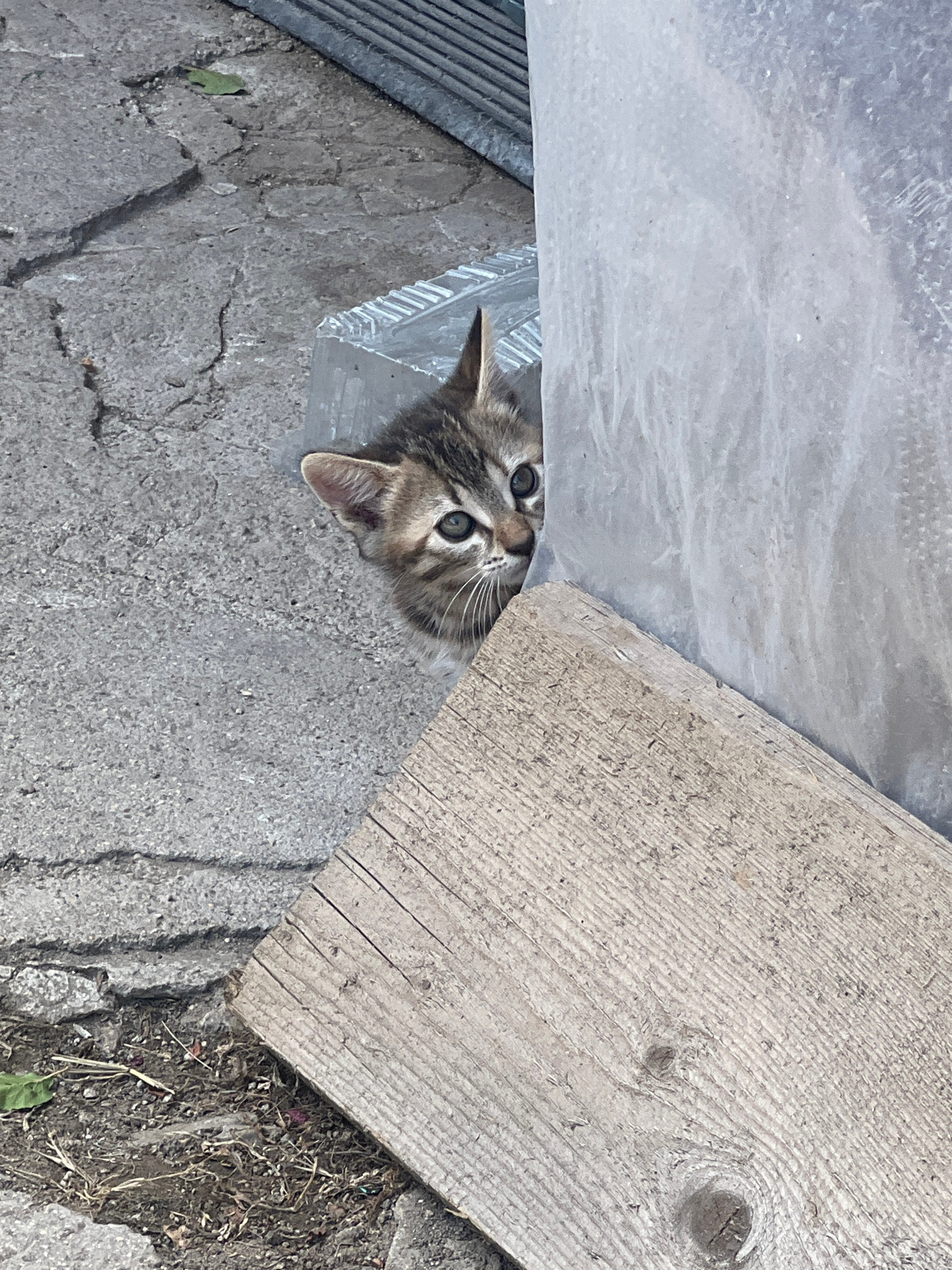 A tabby kitten peeks out from behind a light-colored, translucent plastic barrier, its head and upper chest visible. The kitten has large, wide eyes and pointed ears. The background consists of cracked gray pavement, dirt with dry grass and debris, and a piece of weathered wood angled in the foreground. A ridged, gray structure is visible in the upper background. The scene appears to be an outdoor environment, possibly in a yard or alleyway, with elements of disarray. The location is Zelenikovo, Bulgaria.
