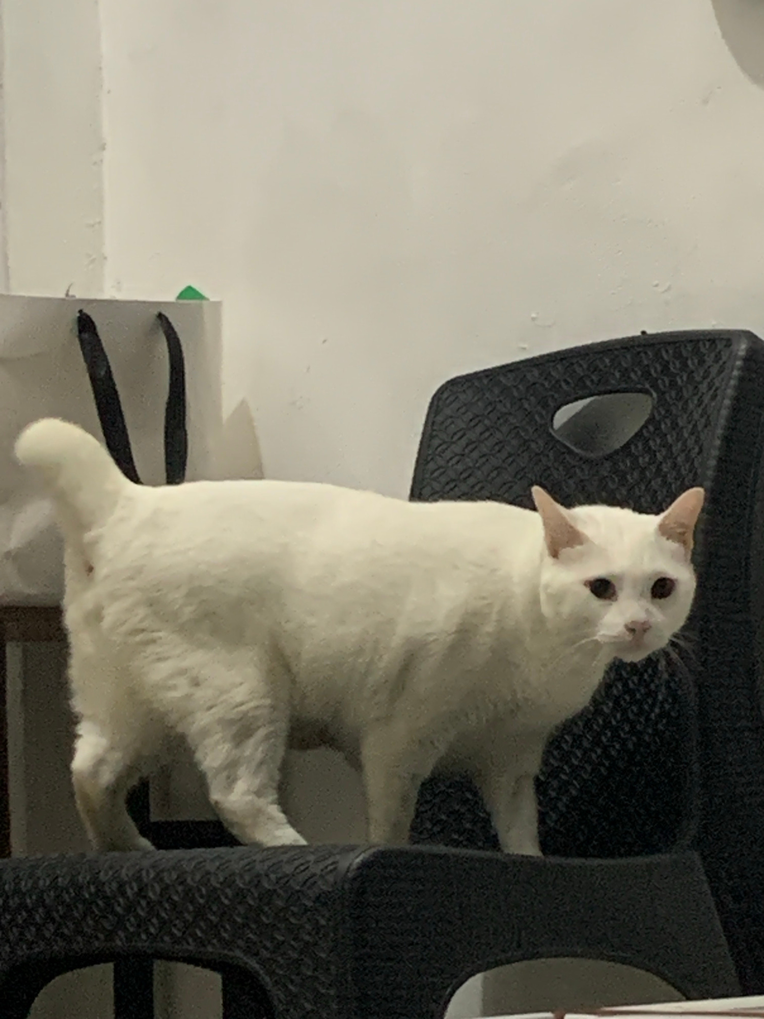 A white cat with light brown ears and eye patches is captured mid-action, seemingly climbing or balancing on a black, multi-tiered object. The cat's body is mostly white, with its hind legs and tail extending downwards, while its front paws grip the textured surface of the object. The cat's head is tilted upwards, and its eyes are open, conveying a curious or perhaps startled expression. The black object appears to be made of plastic with a woven or patterned surface and features cut-out openings.
The background is a plain, light-colored wall. In the lower left corner, partially visible is a white object with black markings that resemble Japanese characters, and a small green sticky note is attached to it. The lighting suggests an indoor setting, possibly in the evening or a dimly lit room. The overall impression is of a candid snapshot of a domestic animal engaged in playful or agile movement. The location context of Sukawati, Indonesia, is not explicitly visually represented in the image itself but provides an external context.