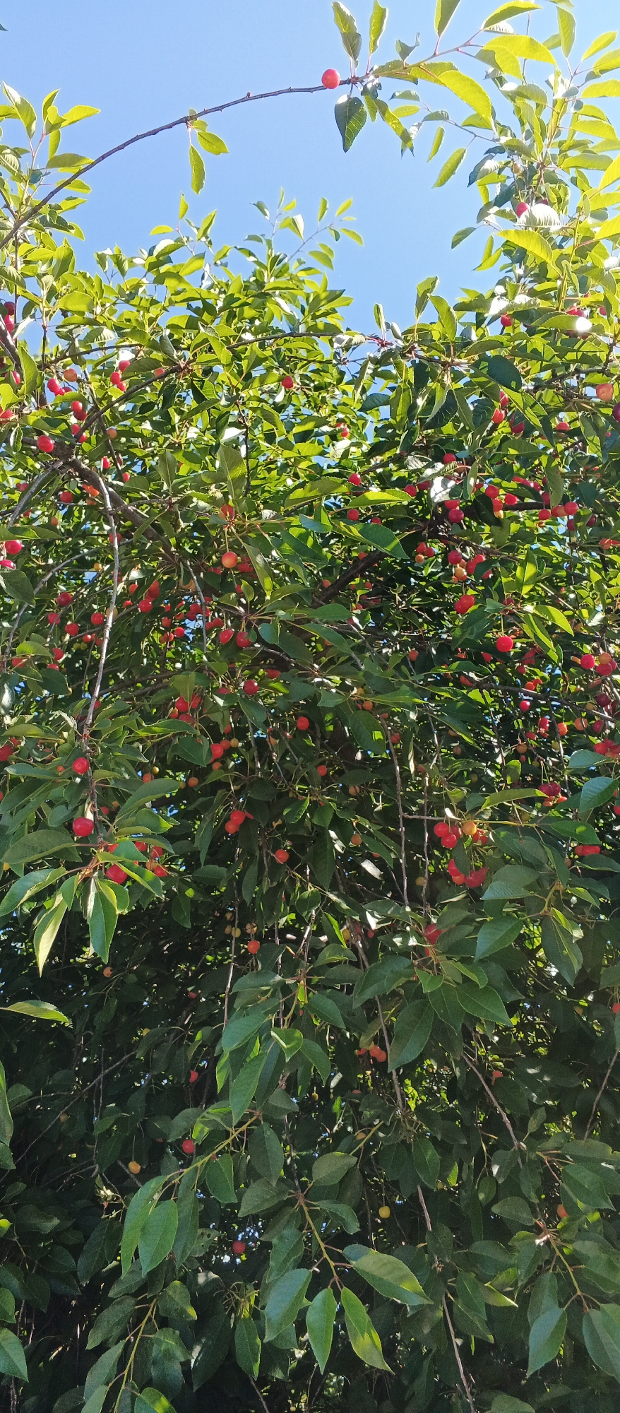 A low-angle, vertical, full shot captures a cherry tree laden with ripe, red cherries against a clear, bright blue sky. The branches are densely packed with green leaves, creating a canopy that partially obscures the sky. Numerous cherries, varying slightly in redness and some appearing to be transitioning from yellow to red, are visible throughout the foliage. The scene is set outdoors, likely in a natural environment or garden, and is suggestive of a summer harvest. The image provides no specific identifying features of Smila, Ukraine, other than its potential location.