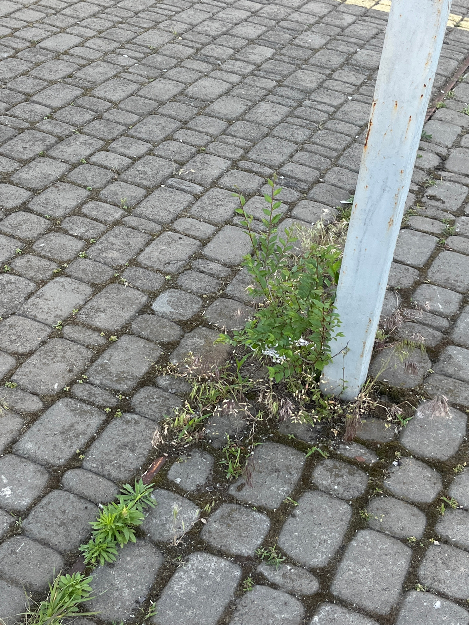 The image shows a gray, rectangular paver stone surface with a vertical, light-colored metal pole that appears to be a signpost or utility pole. The pole is positioned in the lower right quadrant of the image, leaning slightly to the left. Around the base of the pole, and scattered across the paving stones, are various green plants and some dry, wispy grasses. Some of the plants are growing from the cracks between the pavers. The paving stones are laid in a staggered pattern. The scene appears to be outdoors in a public area, consistent with a street or walkway. There are no people or vehicles visible. The overall lighting suggests it is daytime. The image does not provide specific visual cues to definitively locate it in Kyiv, Ukraine; the description is based solely on the visual content of the image.
