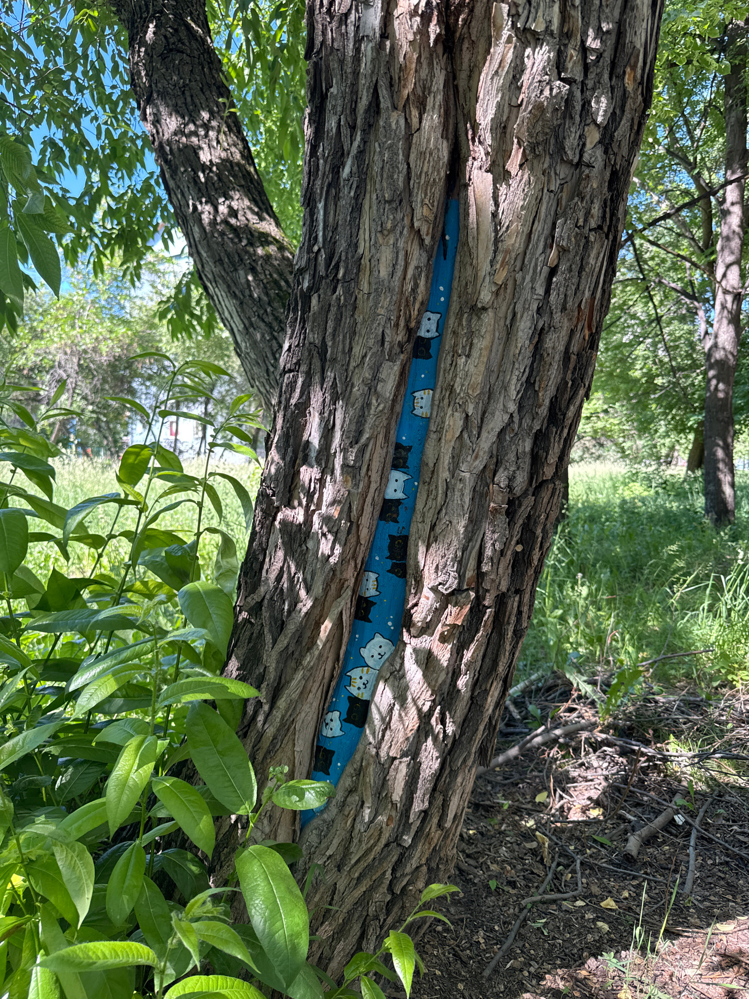 A medium shot captures a close-up of a tree trunk with a blue object inserted into a crevice. The blue object is decorated with a pattern of white and black cats. The tree's bark is rough and textured, with vertical striations and deep grooves. Lush green foliage is visible in the foreground to the left of the tree, with a blurred background of more trees and grassy areas under a bright, clear sky. The scene appears to be outdoors in a park or wooded area.