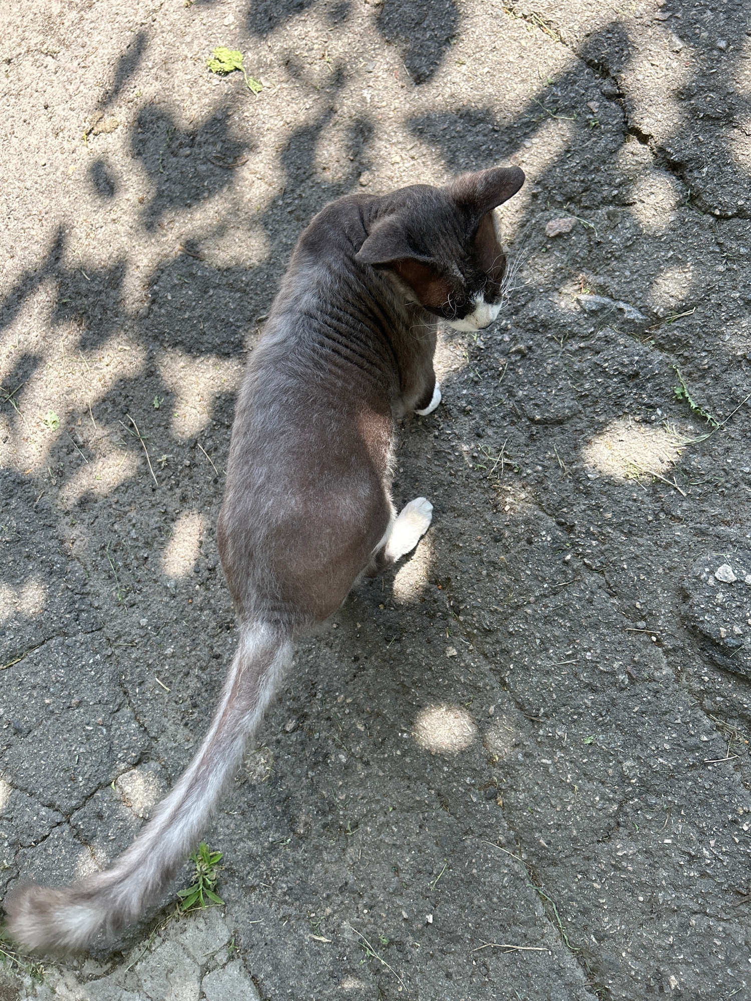 An overhead shot captures a grey cat with white paws and a white patch on its face, sitting on cracked asphalt outdoors. The cat is facing away from the camera, looking down and to its right. Sunlight filters through nearby foliage, casting dappled shadows across the ground and the cat's back. The environment appears to be an urban setting in Bila Tserkva, Ukraine, evidenced by the typical cracked asphalt road surface, common in city streets. A few blades of grass and small weeds poke through the asphalt, suggesting an unkempt area. The image is a snapshot of a feline in its natural urban habitat, undisturbed and seemingly relaxed under the midday sun.