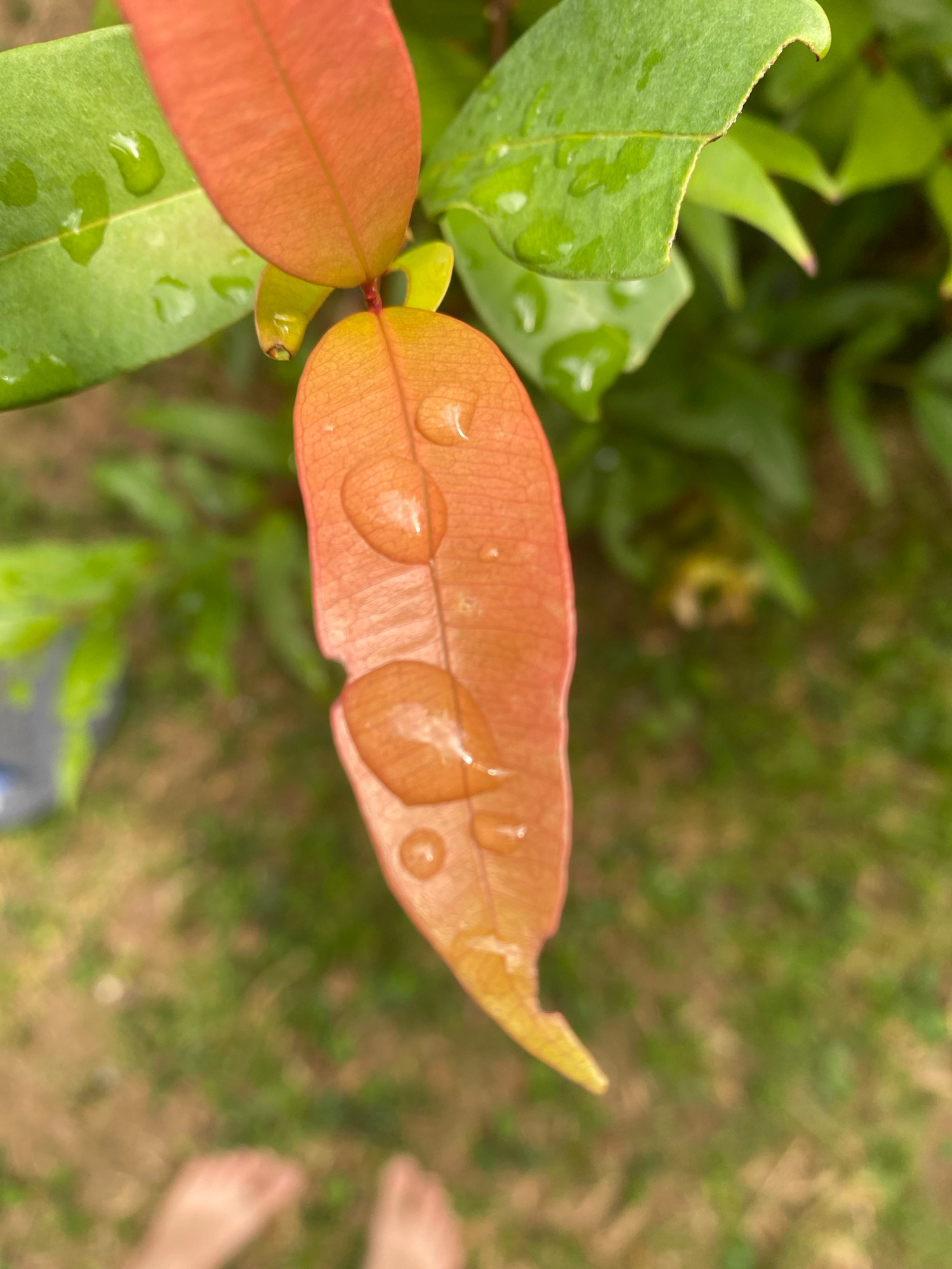 A close-up, eye-level shot captures a reddish-orange leaf with water droplets on its surface, positioned centrally in the frame. The leaf appears to be part of a plant, with other green leaves visible in the foreground and background. A partially blurred green lawn is visible below the plant, with what appears to be a pair of bare feet in the lower left corner of the frame. The overall environment suggests an outdoor setting, possibly a garden or natural area in ตำบลเกาะพะงัน, Thailand. The lighting indicates daytime, with natural light illuminating the scene.