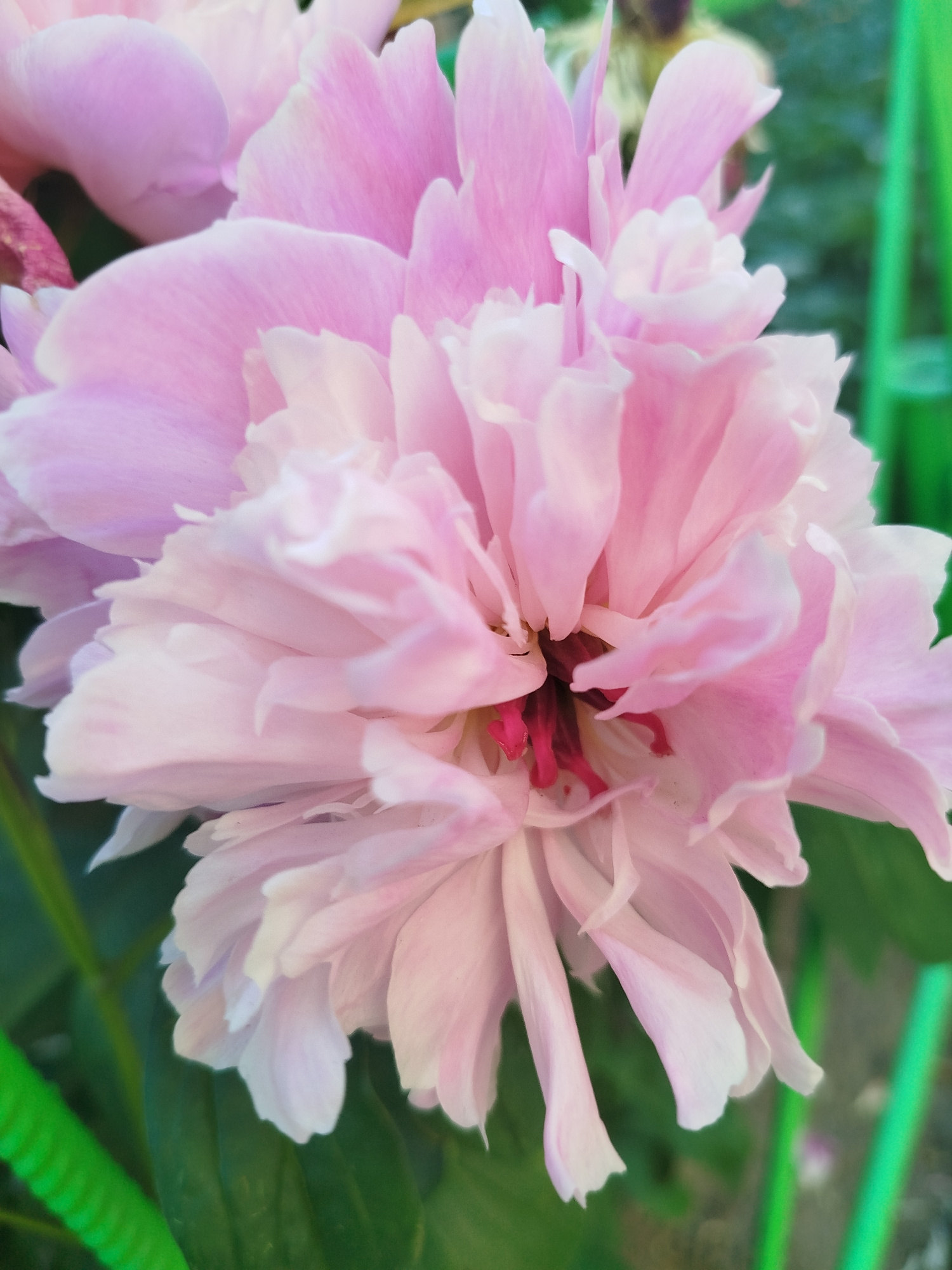 A close-up, vertically oriented, eye-level shot captures a vibrant pink peony flower in full bloom. The petals are densely layered, creating a ruffled, textured appearance, with some edges appearing translucent. The center of the flower reveals a deep pink to red pistil. The background is softly blurred, showing out-of-focus green foliage and elements of a garden setting, possibly including thin, bright green garden stakes. The lighting suggests an outdoor, daytime setting, possibly in a garden within Chernihiv, Ukraine, though this specific location cannot be confirmed by the image alone. There are no people or animals visible in the frame.