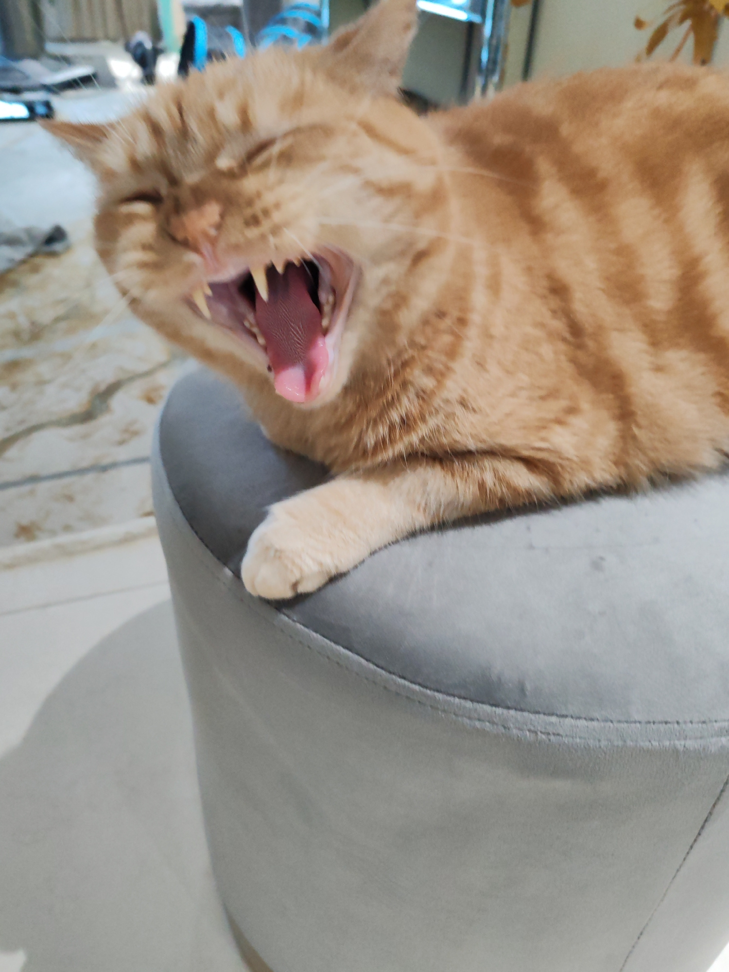 A medium shot, eye-level, portrait-oriented photograph captures an orange tabby cat yawning widely while resting on a gray ottoman. The cat's eyes are closed, its mouth is open to reveal pink gums, a pink tongue, and sharp white teeth. Its front paws are visible, one resting on the ottoman. The background is blurred, suggesting an indoor setting. The cat's fur is striped with darker orange. The lighting is bright, casting a shadow from the ottoman on the floor. There is no discernible information about the location in Dubai or the United Arab Emirates.