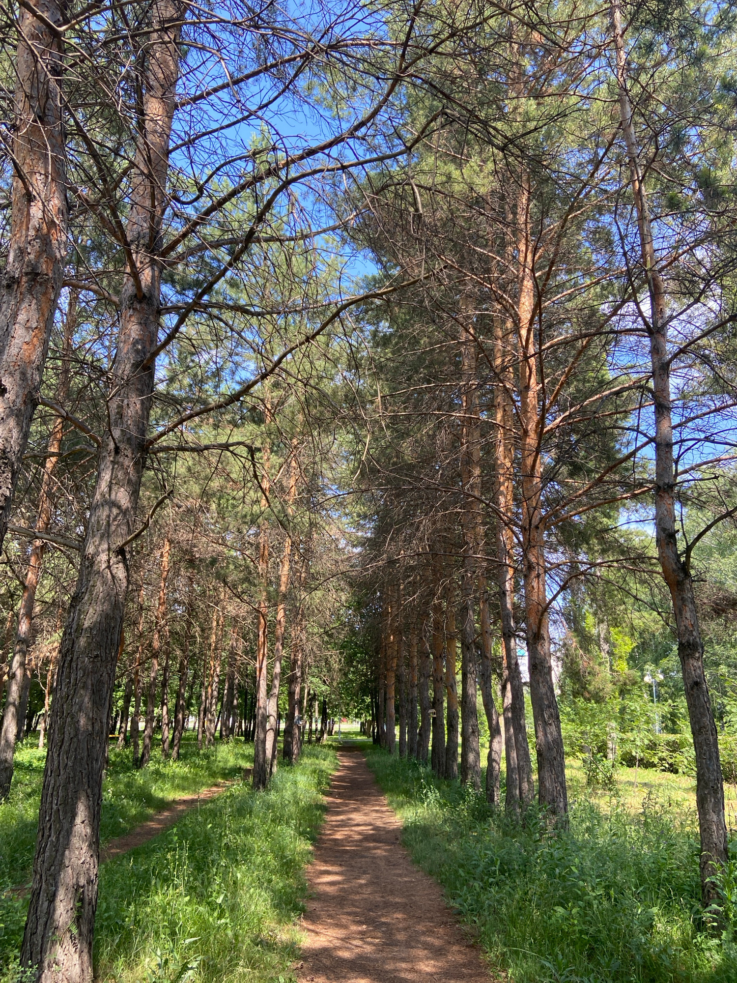 The image depicts a well-maintained dirt path winding through a dense pine forest. The path is flanked by tall, slender pine trees with rough, reddish-brown bark. The ground on either side of the path is covered in lush green grass and various types of foliage. Sunlight filters through the branches of the trees, creating dappled shadows on the path and surrounding vegetation. The sky above is a clear, bright blue, indicating fair weather. In the distance, the path appears to lead towards a more open area with more trees and some indication of manicured parkland, possibly with streetlights visible. There are no people or animals visible in the image. The scene suggests a peaceful, natural environment within an urban setting. This location is the city park "Vestnik" in Tujmazy, Russia.