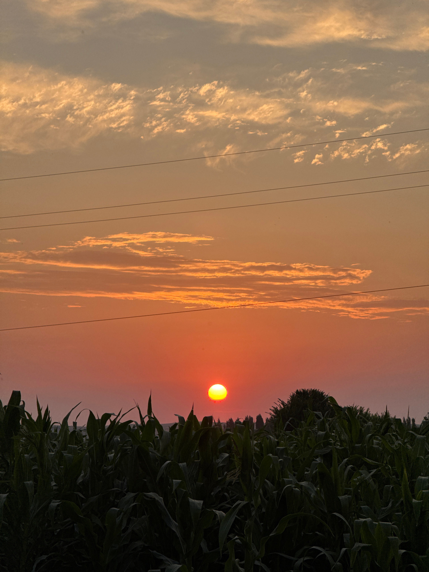 This is a vertical-orientation photograph of a sunset over a cornfield, likely taken in a rural area. The sun, a bright orange orb, is visible in the middle right of the frame, casting a warm glow across the sky. Wispy clouds, tinged with the sunset's colors, stretch across the sky. Several power lines are strung horizontally across the scene, adding a man-made element to the natural landscape. To the right of the sun, a dense wall of dark green corn stalks fills the right side of the image, their leaves illuminated by the setting sun. The sky transitions from a pale orange near the horizon to a softer, lighter hue towards the top of the image. The overall mood is peaceful and serene, characteristic of a sunset in a natural setting. The time of day is clearly sunset. There is no visible text in the image.