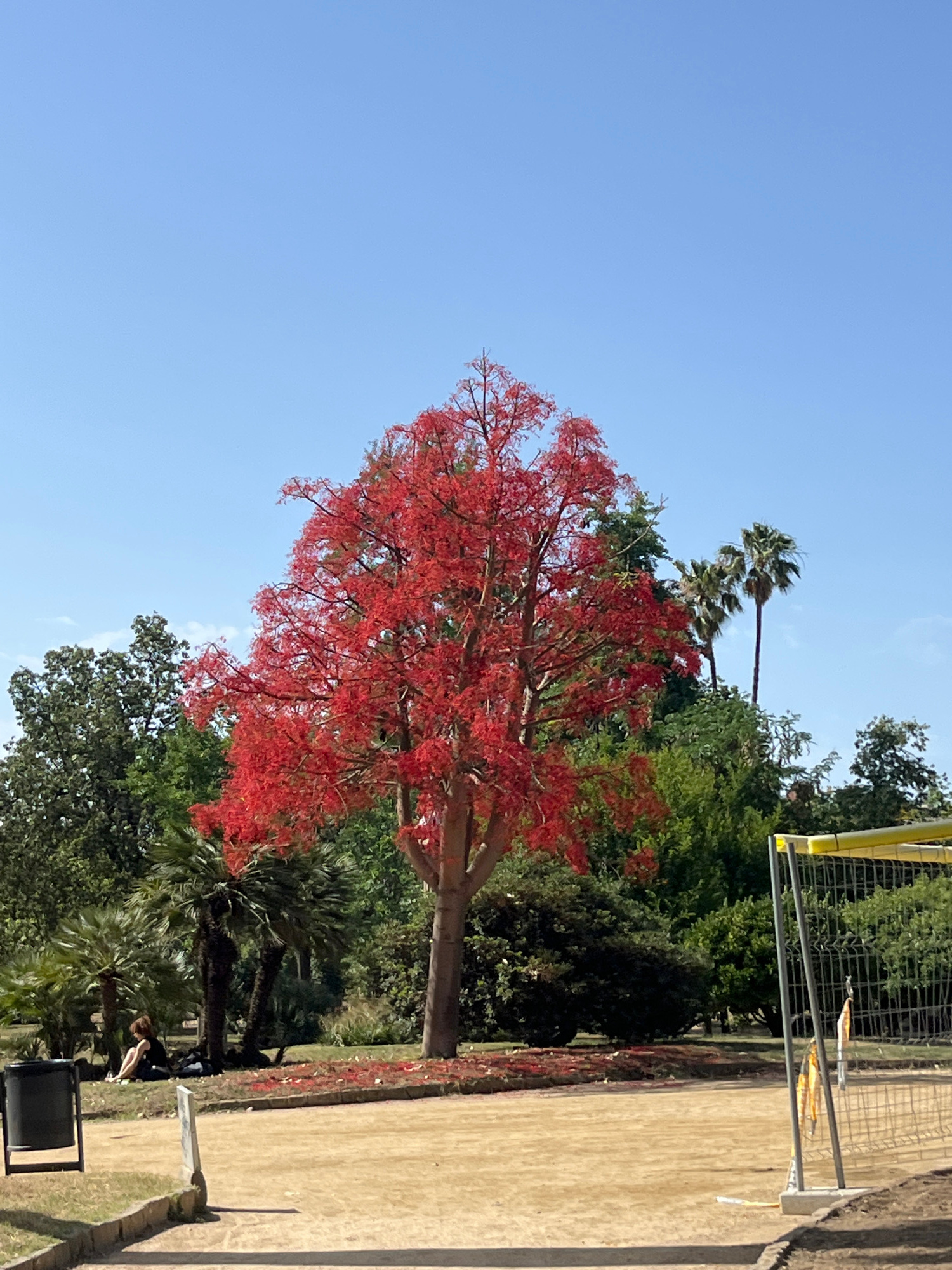 The image depicts a vibrant red-flowered tree in full bloom, dominating the center of a park setting under a clear blue sky. The tree's branches are laden with bright red blossoms, creating a striking contrast with the lush green foliage of surrounding trees and palm trees. In the mid-ground, a person is seated on the grass near the base of some palm trees, appearing relaxed or contemplative. A dark trash receptacle is visible to the left. The ground is a mix of dirt and grassy areas, with scattered red petals from the tree on the ground. In the background to the right, a yellow-topped fence structure, possibly part of a sports court, is partially visible. The scene suggests a sunny day in a public park. The image is consistent with locations in Barcelona, Spain, where such flowering trees and park layouts are common.
