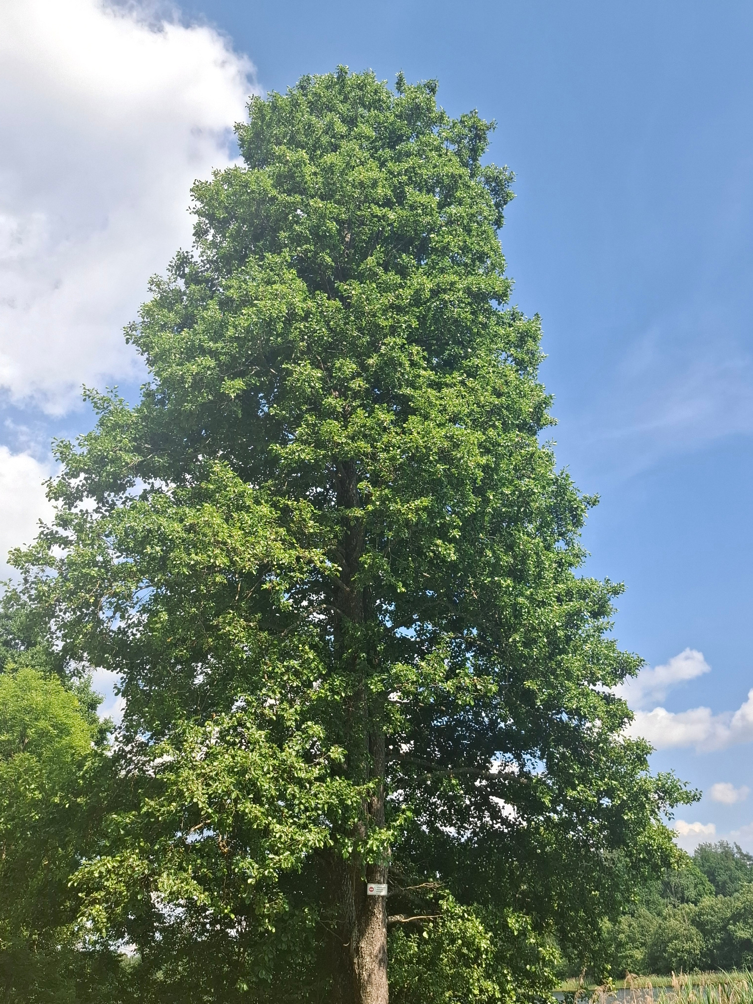 The media file is an image of a large, green deciduous tree against a bright blue sky with scattered white clouds. The tree occupies the majority of the frame, with its dense foliage creating a lush canopy. Sunlight filters through the leaves, highlighting their vibrant green color. The image appears to be taken from a low angle, looking up into the branches of the tree.
In the background, more trees and greenery are visible, suggesting a natural outdoor setting, possibly a park or forest. The sky is clear and sunny, indicating it is daytime. The overall mood is peaceful and serene, evoking a sense of nature's grandeur.
A small, white sign with red text and a red border is attached to the trunk of the tree on the right side of the image. The text on the sign is not clearly legible due to the distance and resolution.
Based on the provided location context, this image is likely of a tree in Kombuļi, Latvia. The time of day is clearly daytime, given the bright sunlight and blue sky. The weather appears to be pleasant and sunny, with a few clouds. There are no people visible in the image. The image captures the natural beauty of a large tree on a clear day.
