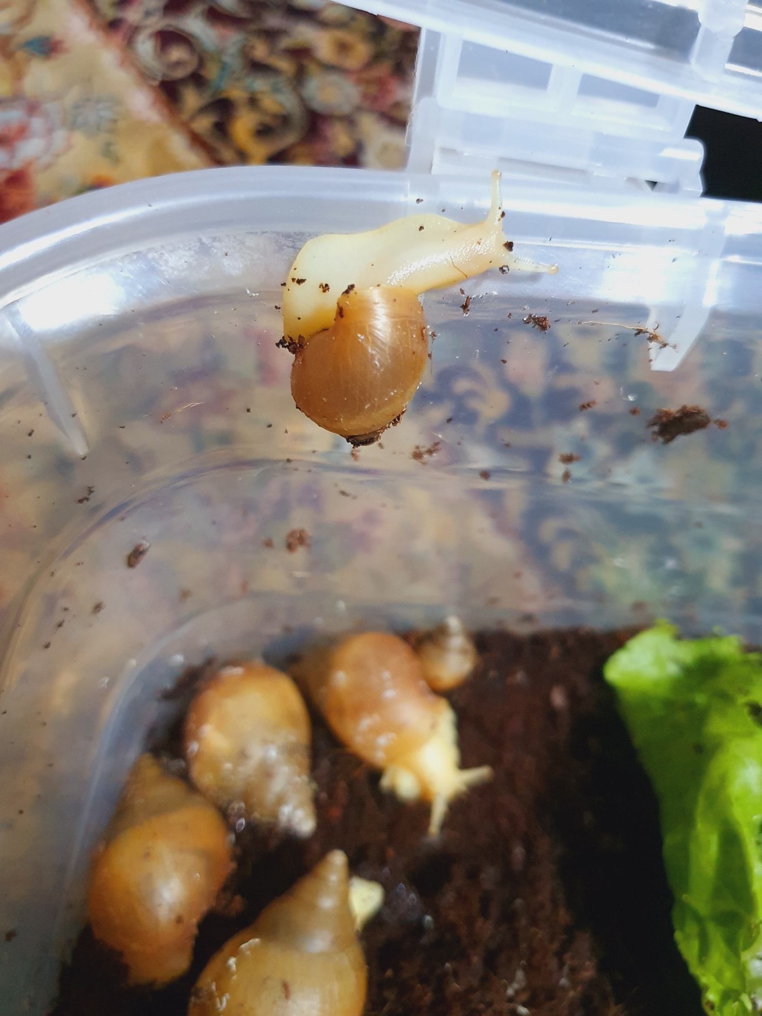 A close-up shot captures several amber-colored snails within a clear plastic container, likely a terrarium or temporary enclosure. The container is filled with dark, moist soil and a piece of vibrant green lettuce is visible on the right side. The snails, varying in size, are positioned on the soil and on the interior walls of the container. One snail, pale yellow and elongated, is near the top rim of the container, with its body extended. Another snail with a more rounded shell is situated just below it. The lighting suggests an indoor setting, possibly illuminated by ambient light. The background, visible through the container, shows a blurred pattern of colors, potentially fabric or a decorative surface. There are no people or urban elements visible in the image, nor any specific geographic indicators to place it within Shiraz, Iran.
