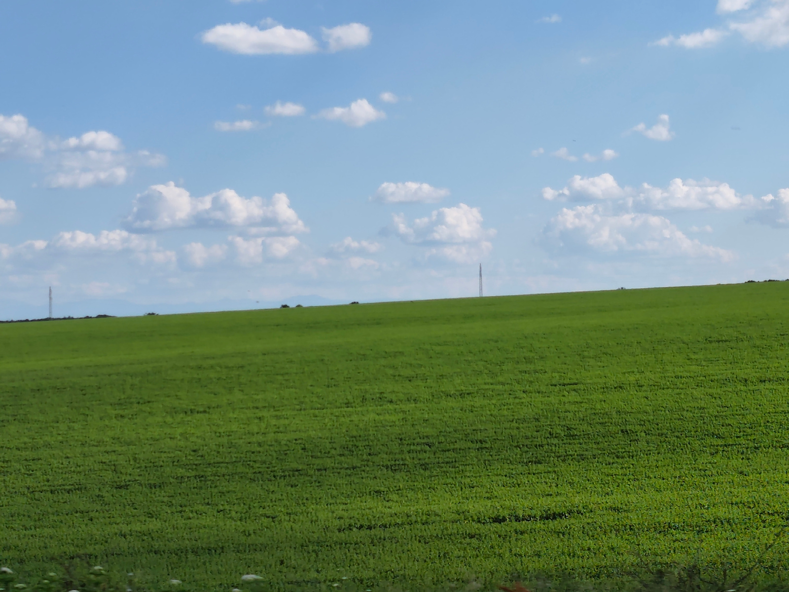 This is a landscape photograph featuring a vast, green, gently sloping field under a bright blue sky dotted with white, puffy clouds. The field appears to be agricultural land, possibly a crop of young plants, with visible rows creating a textured pattern across its surface. In the distance, along the horizon where the field meets the sky, a faint line of hills or mountains can be seen. Two tall, slender structures resembling transmission towers are visible on the far right and far left of the horizon, adding a touch of human infrastructure to the natural scenery. The lighting suggests it is daytime, likely midday or early afternoon, with bright, even light illuminating the scene. The weather appears clear and fair. The foreground shows a hint of greenery and some small white flowers at the bottom edge of the frame, suggesting the perspective is from ground level, possibly from a roadside or a slightly elevated vantage point. The overall impression is one of open space, agriculture, and a tranquil, rural setting. There is no visible text in the image.