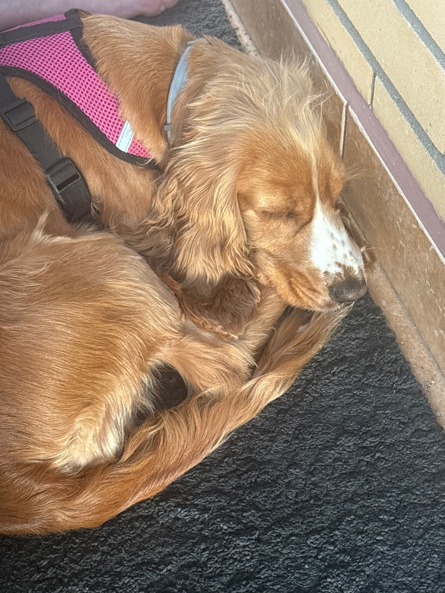 A medium shot captures a sleeping spaniel dog resting on a dark, textured surface next to a beige brick wall. The dog, with golden-brown fur and white markings on its face, is curled up and appears to be wearing a pink mesh harness with black straps. A light blue collar is visible around its neck. The dog's eyes are closed, and its head is resting against the wall. The lighting suggests it is daytime, with shadows cast by the dog and the wall. The scene is devoid of any other subjects or discernible urban features.