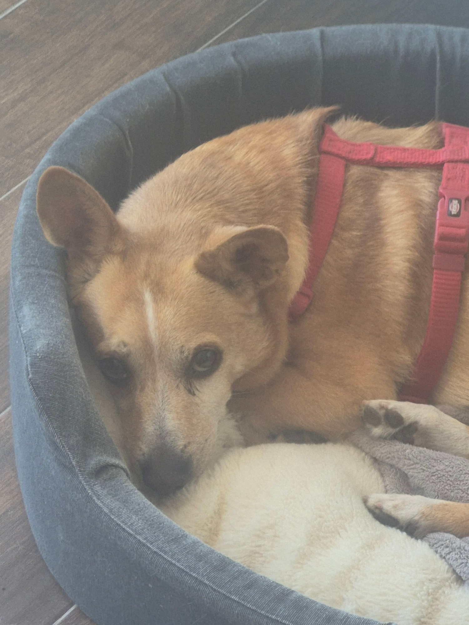 A medium shot captures two dogs resting inside a circular gray pet bed, positioned on a wooden floor. The primary subject, a tan and white dog, is in the foreground, lying on its side with its head resting on the rim of the bed. It wears a red harness. Partially visible beneath the tan dog is a second dog, appearing to be white or cream-colored, lying on its back. The lighting suggests an indoor environment, possibly a home, as indicated by the wooden flooring and the pet bed. There are no discernible elements to pinpoint the location to Šušanj, Montenegro, specifically.